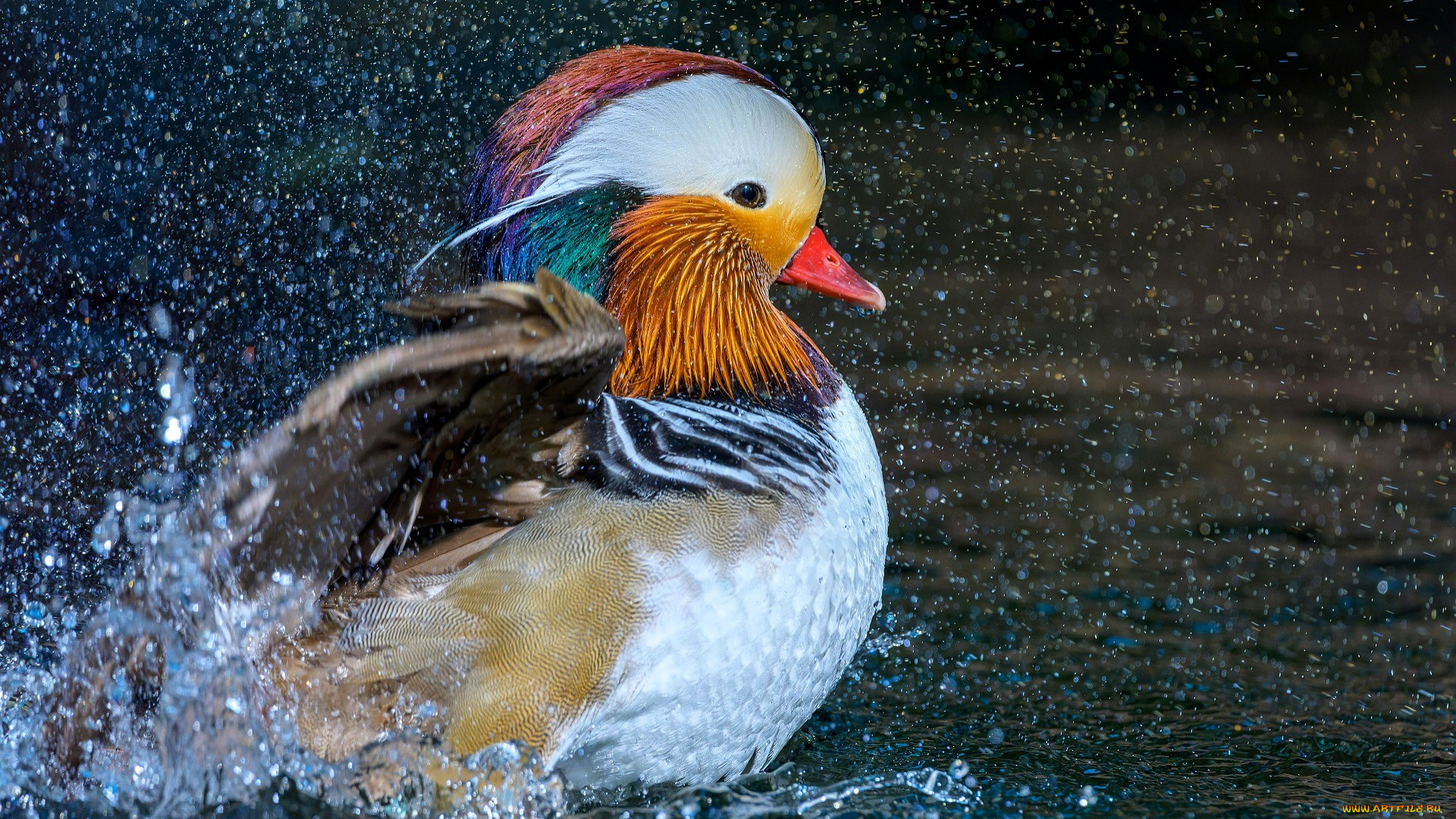 животные, утки, утка, мандаринка, вода, брызги