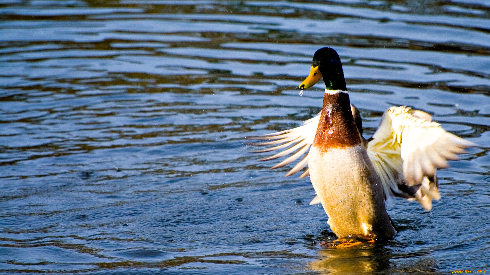 животные, утки, утка, селезень, озеро