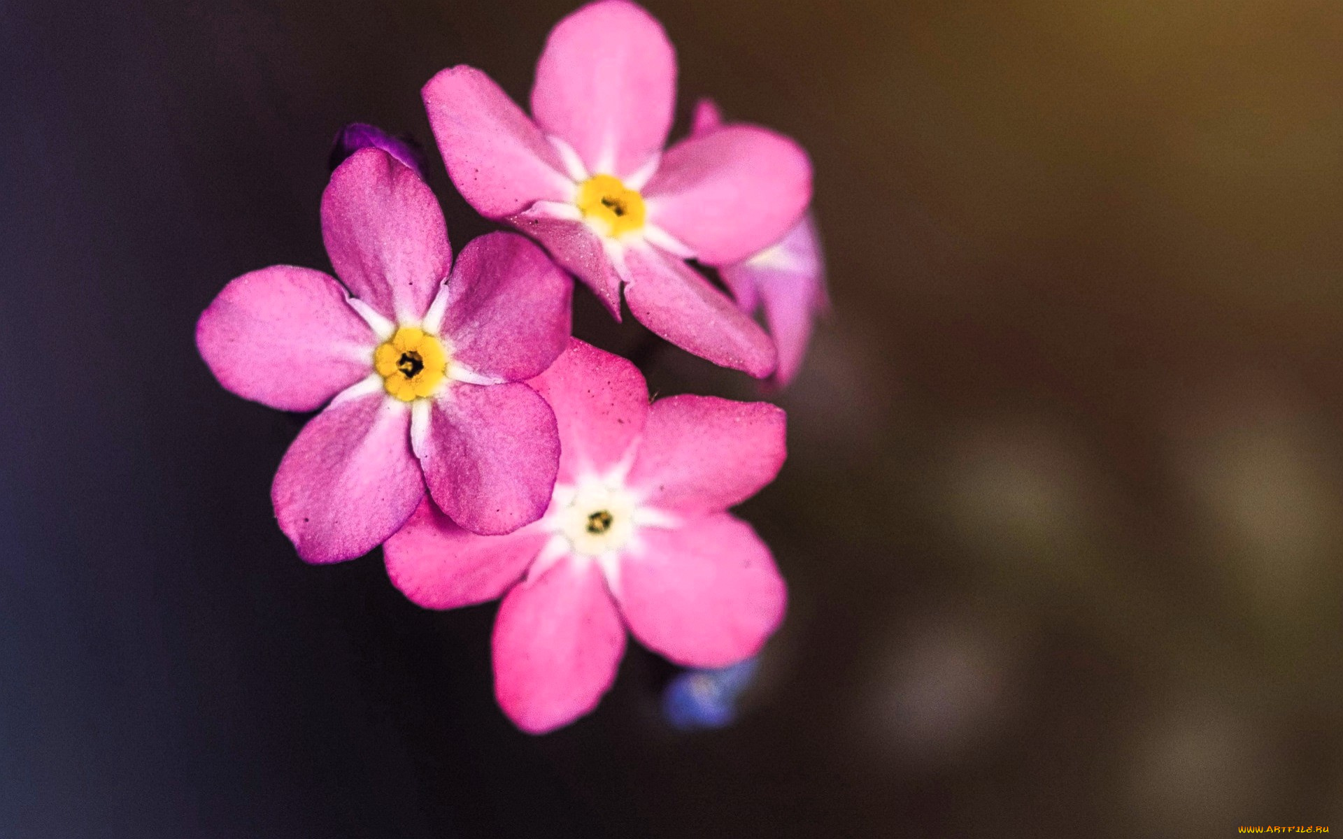цветы, незабудки, розовые