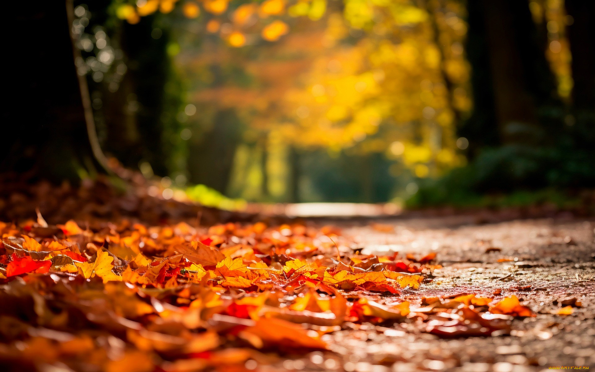 природа, дороги, лес, аллея, осень, листья, дорога