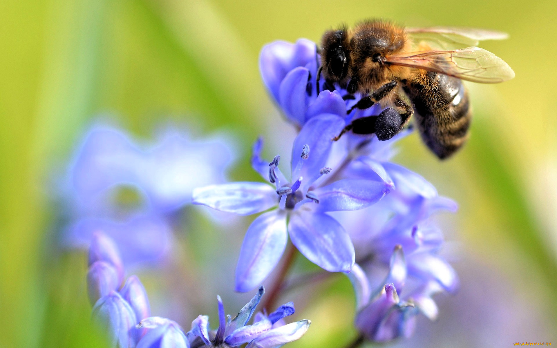 животные, пчелы, , осы, , шмели, пчела, цветы