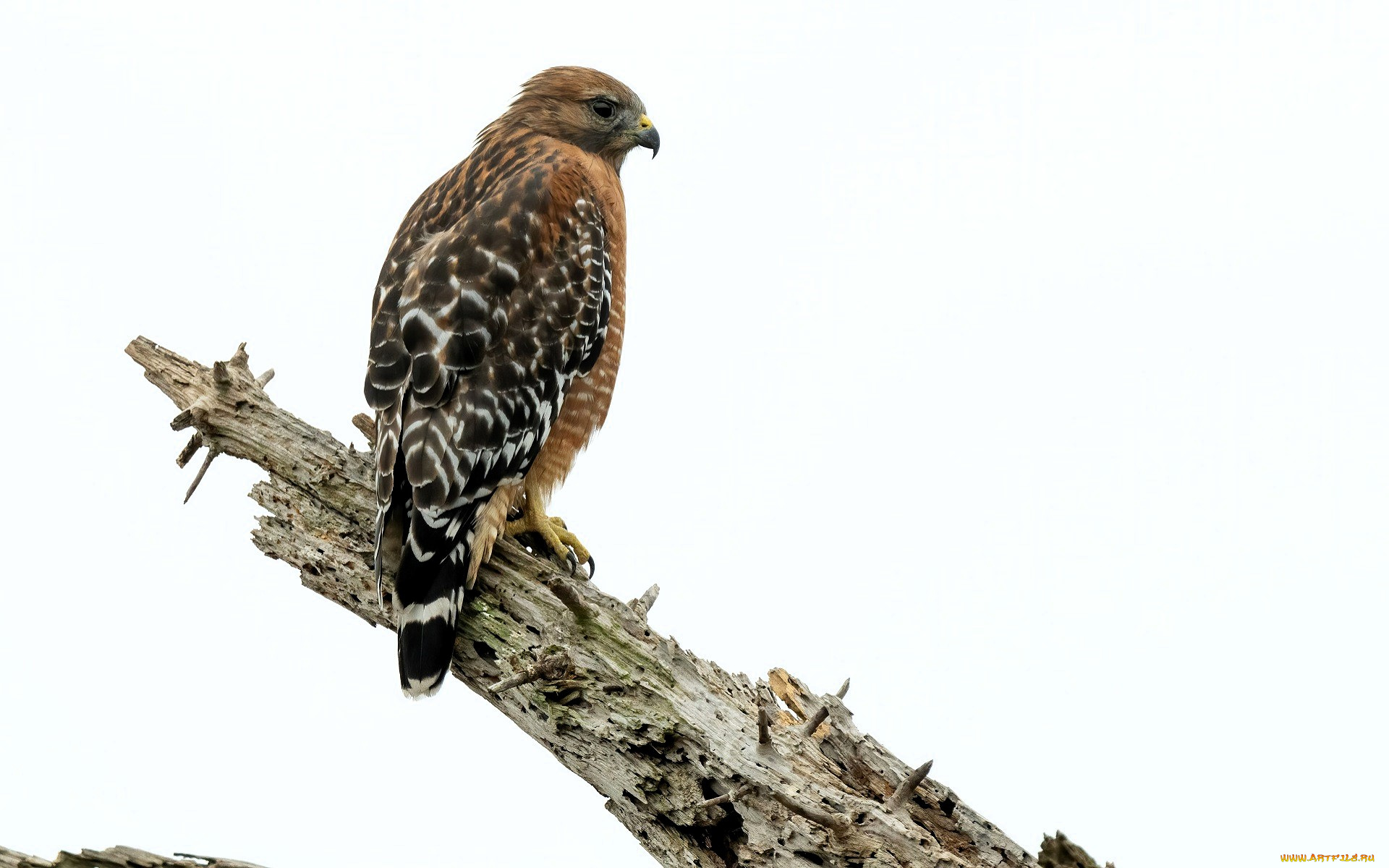 животные, птицы, -, хищники, птица, коршун, ветка