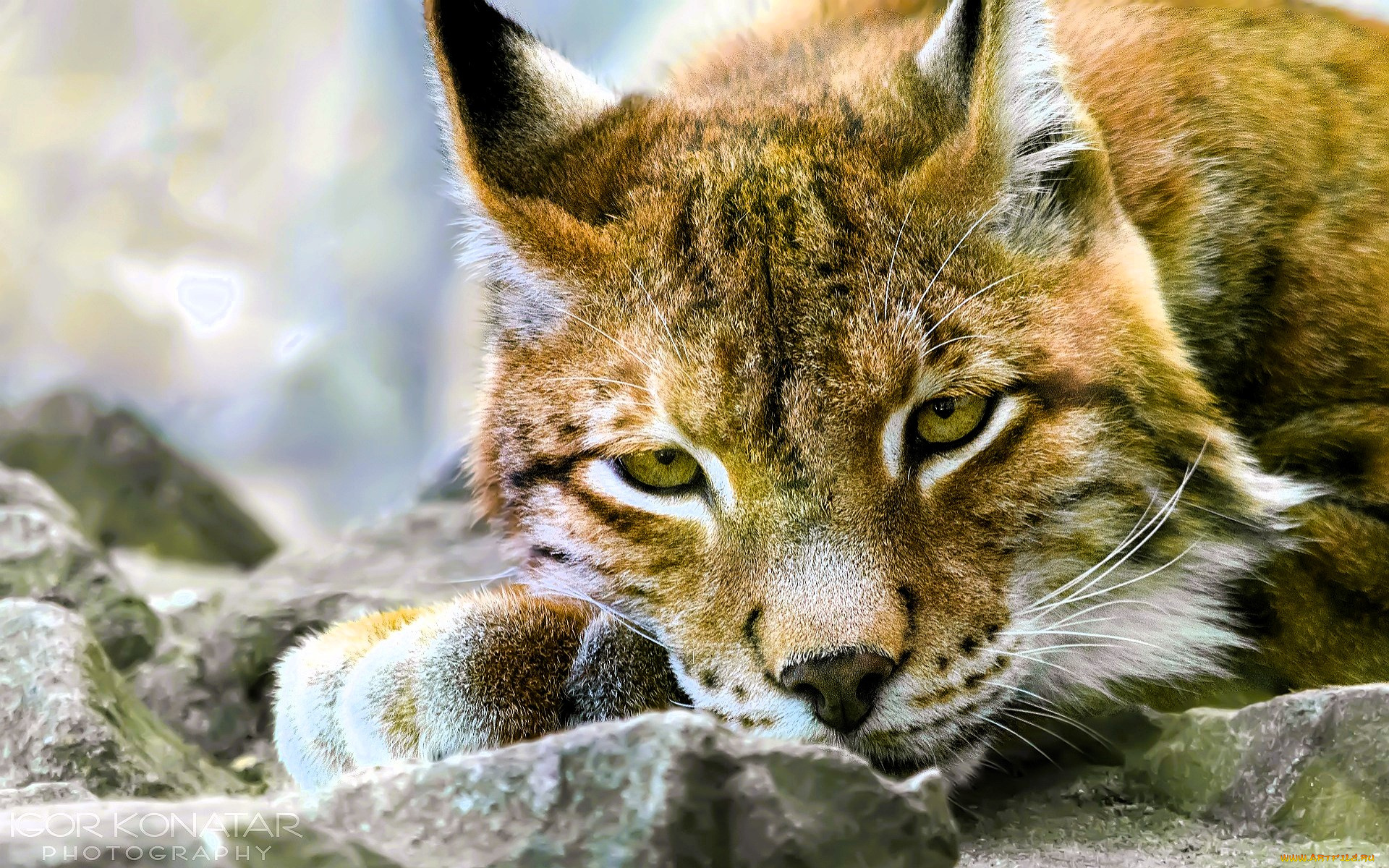 животные, рыси, рысь, голова, камни