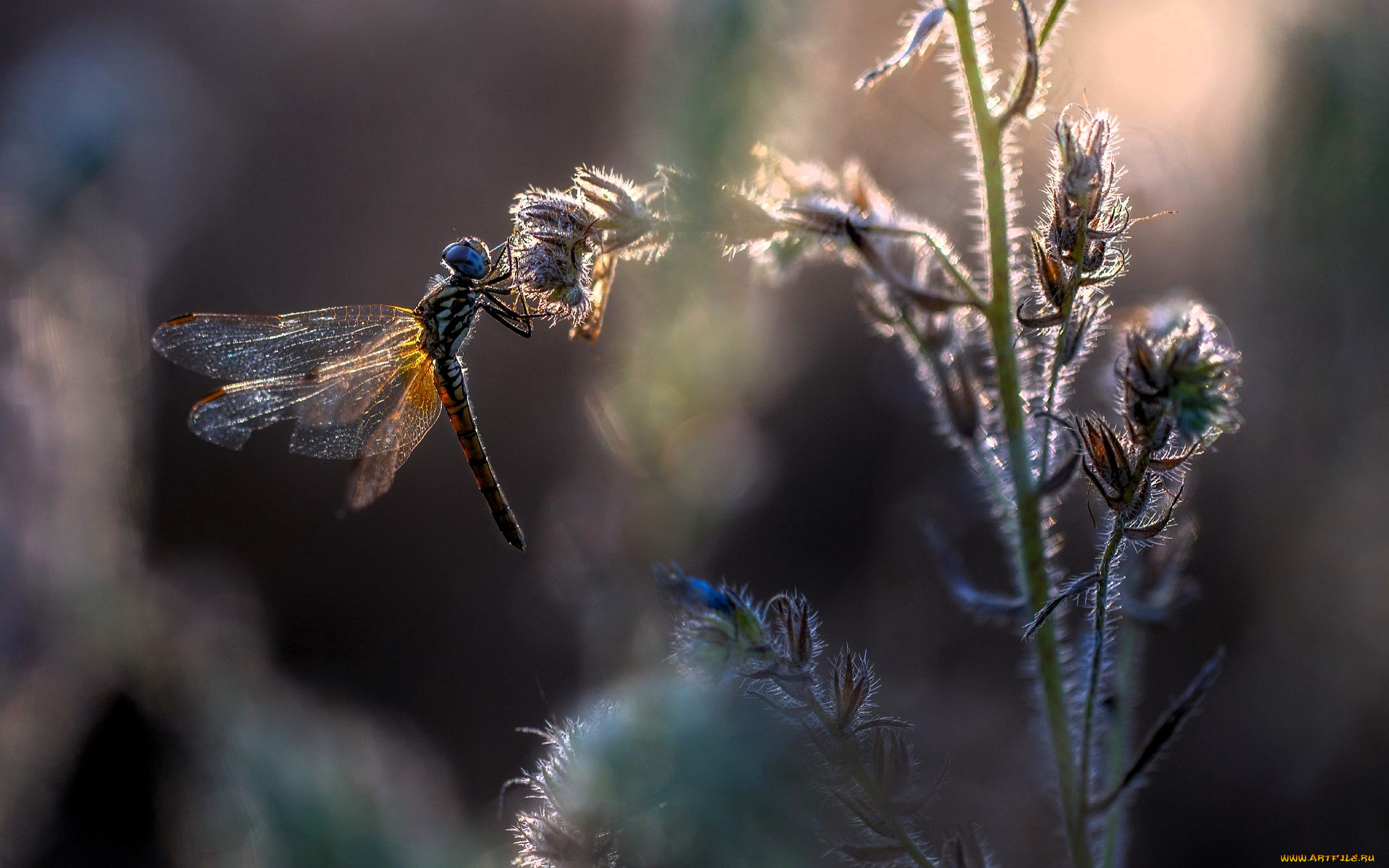 животные, стрекозы, стрекоза, растения, цветы