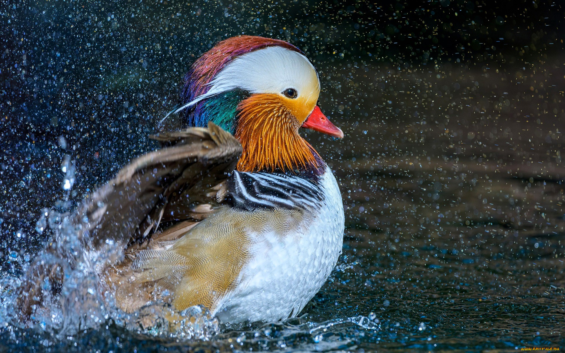животные, утки, утка, мандаринка, вода, брызги