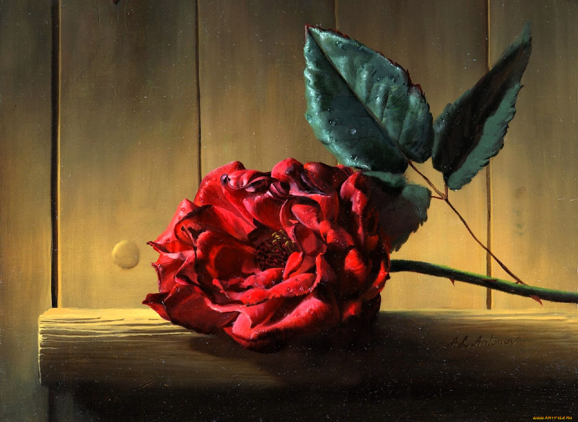 рисованное, алексей, антонов, цветок, роза, листья, полка