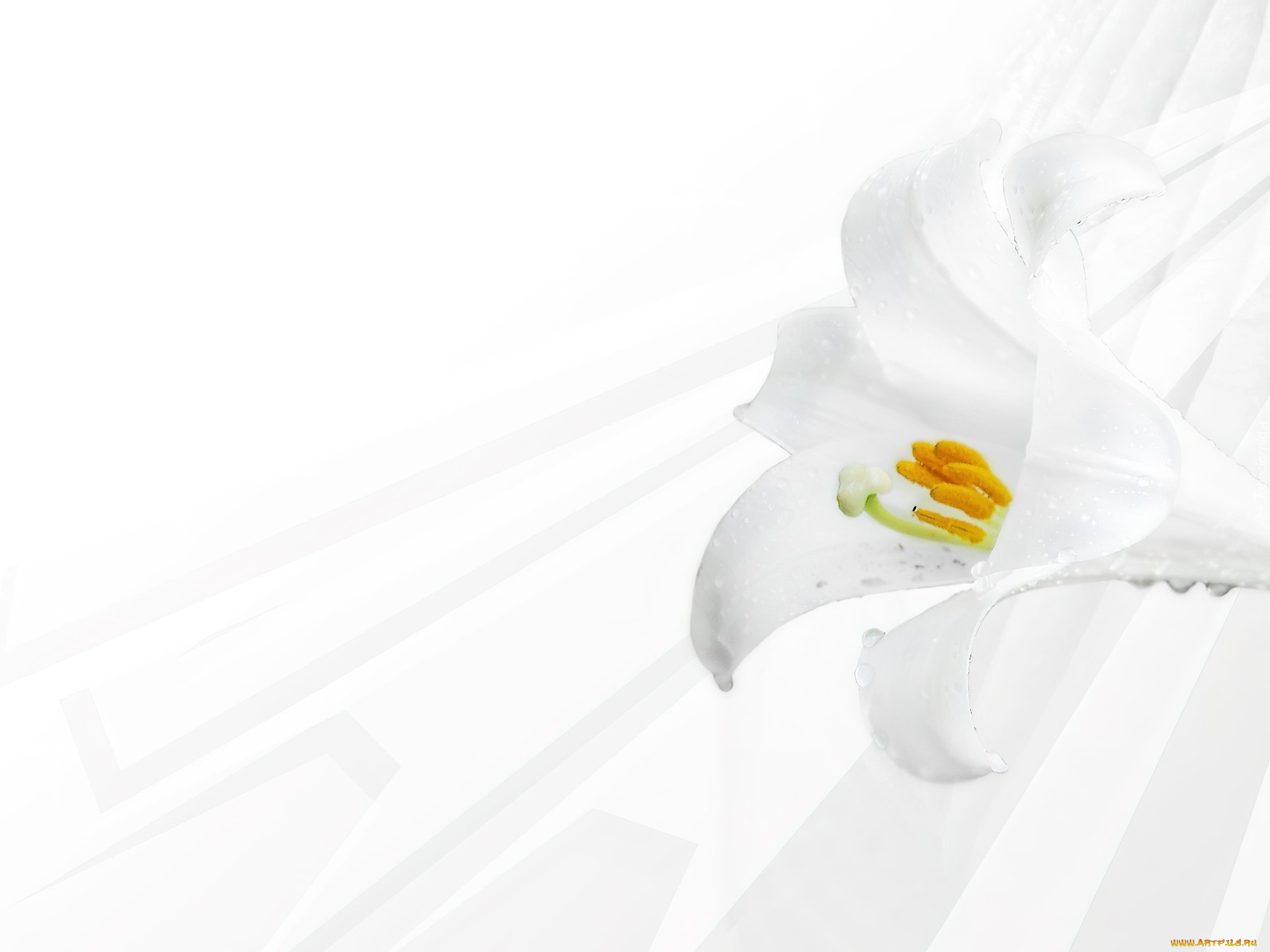 цветы, лилии, , лилейники, лилия, белая