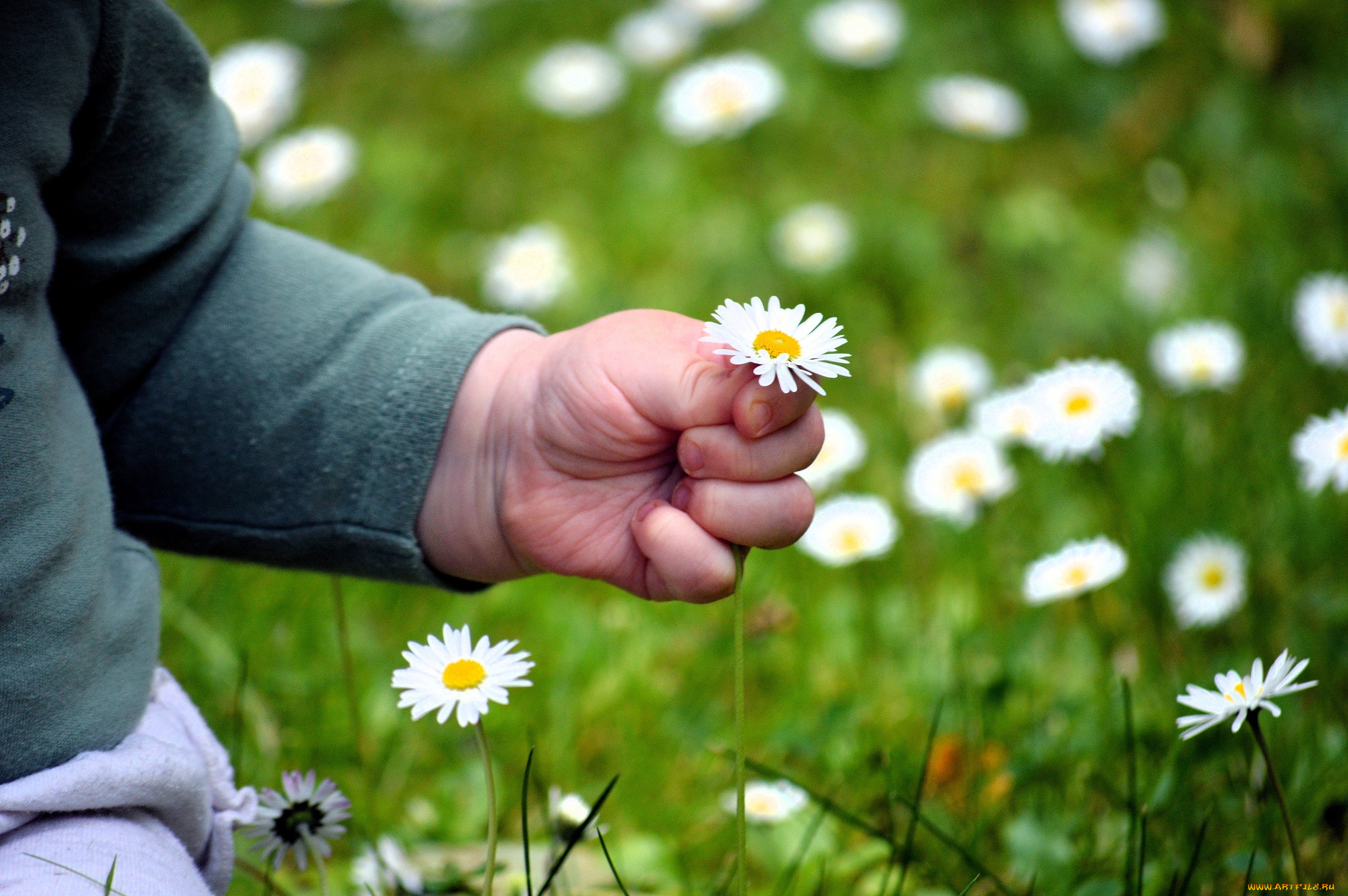 разное, руки, , ноги, ребенок, рука, ромашки, луг, трава