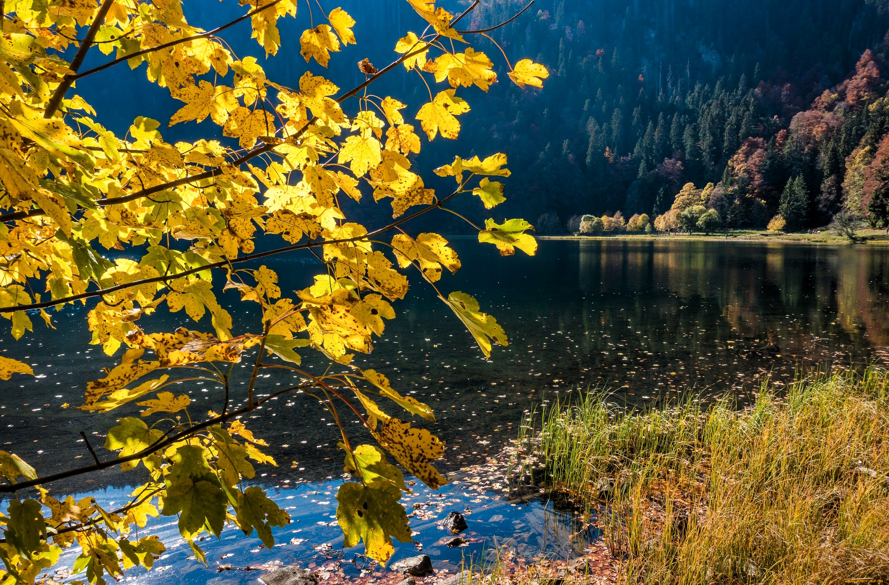 природа, реки, озера, горы, склон, лес, осень, озеро, ветки, трава