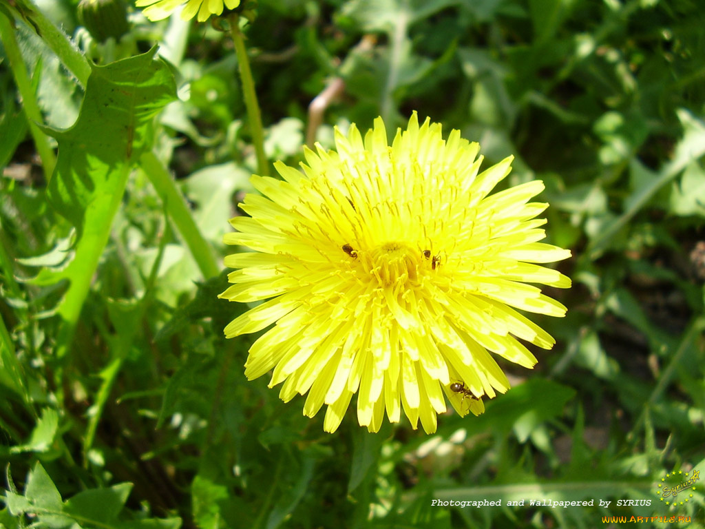 цветы, одуванчики
