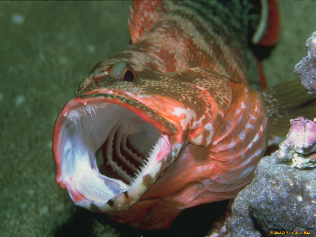 животные, рыбы