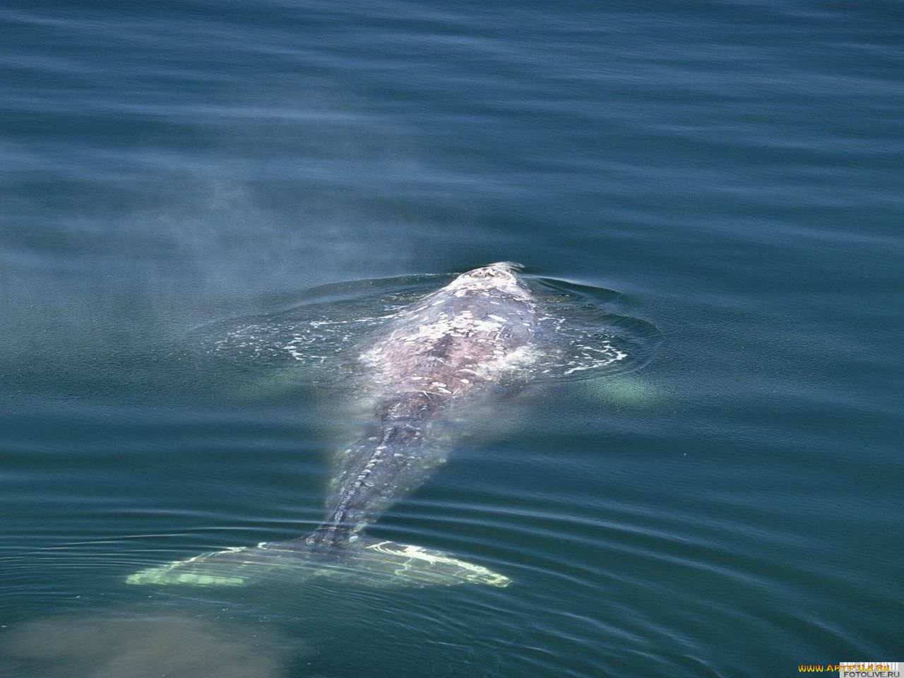 животные, дельфины