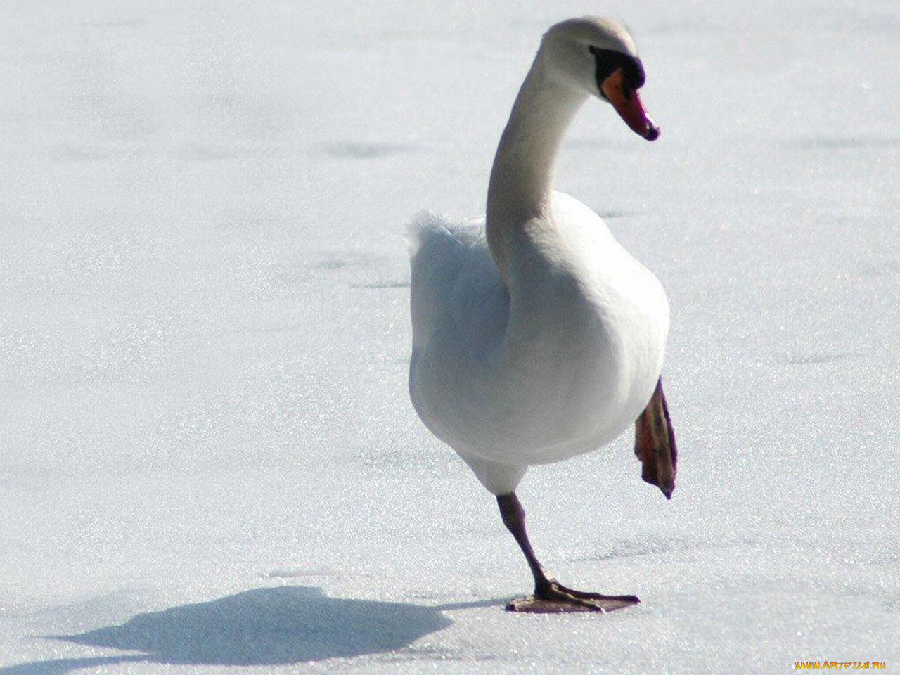 животные, лебеди
