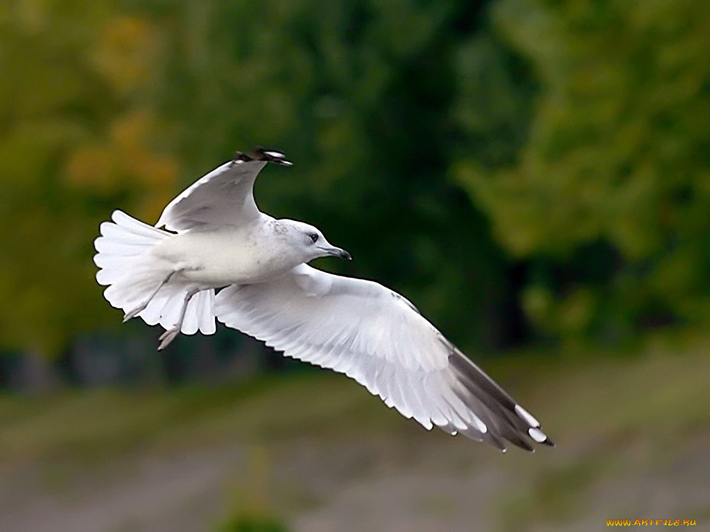 анатомия, полета, авт, zёbrа, животные, Чайки, бакланы, крачки