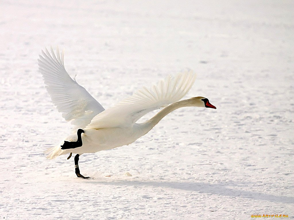 анатомия, полета, авт, zёbrа, животные, лебеди