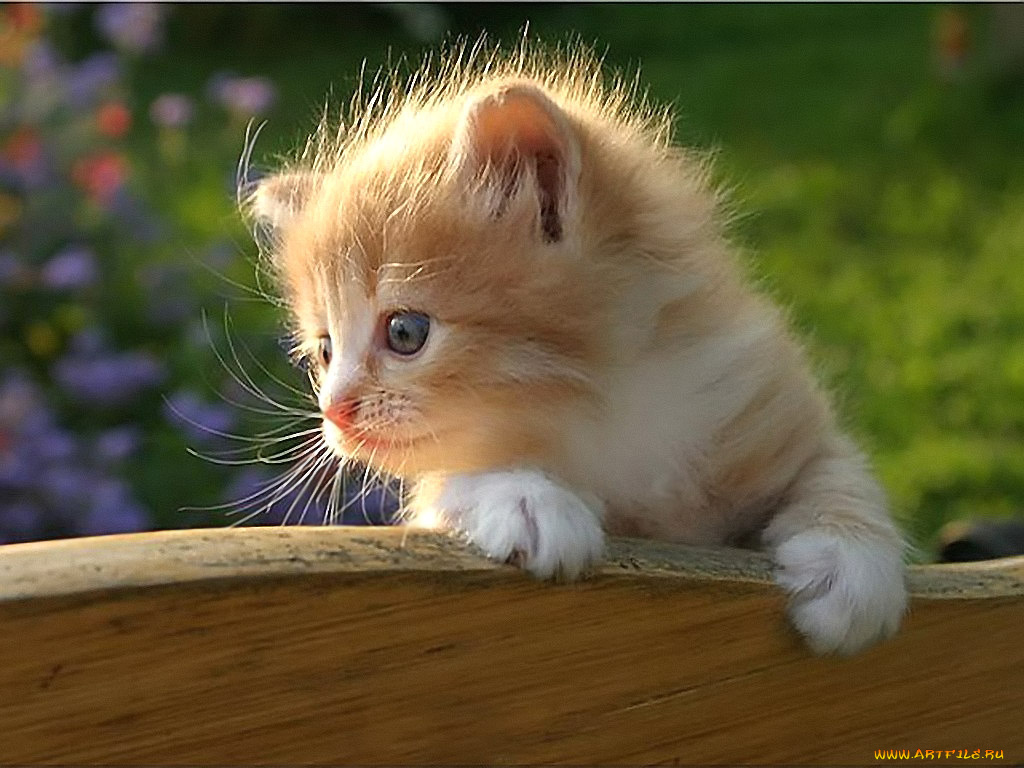 детство, sergey, ababkov, животные, коты