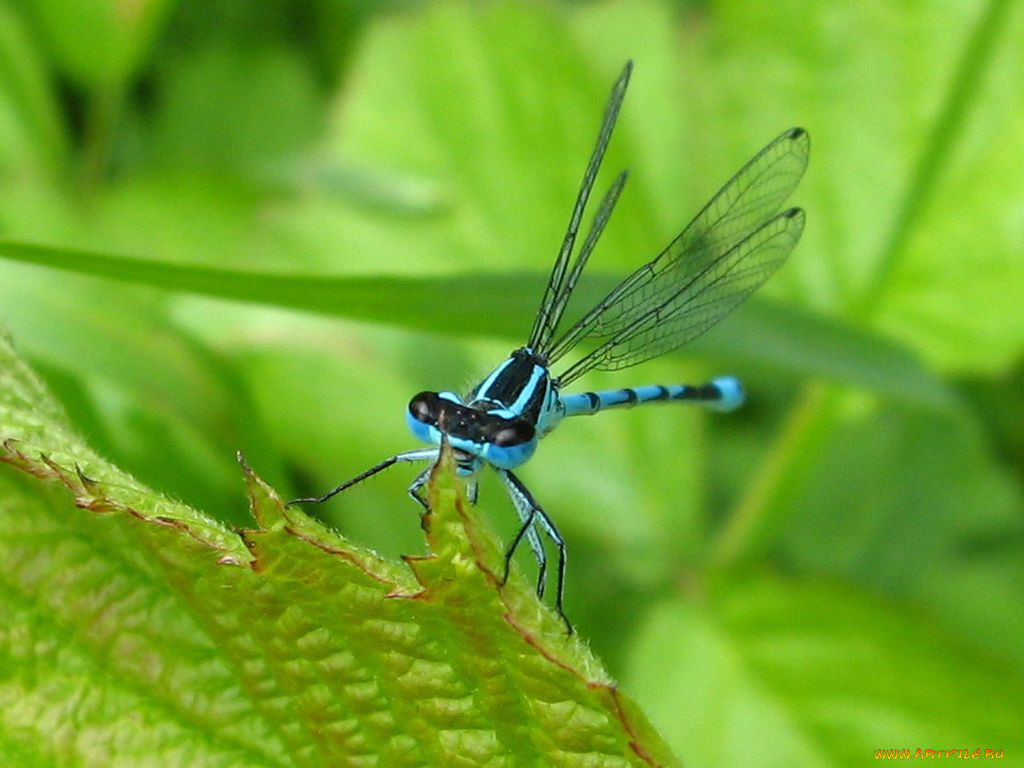 животные, насекомые