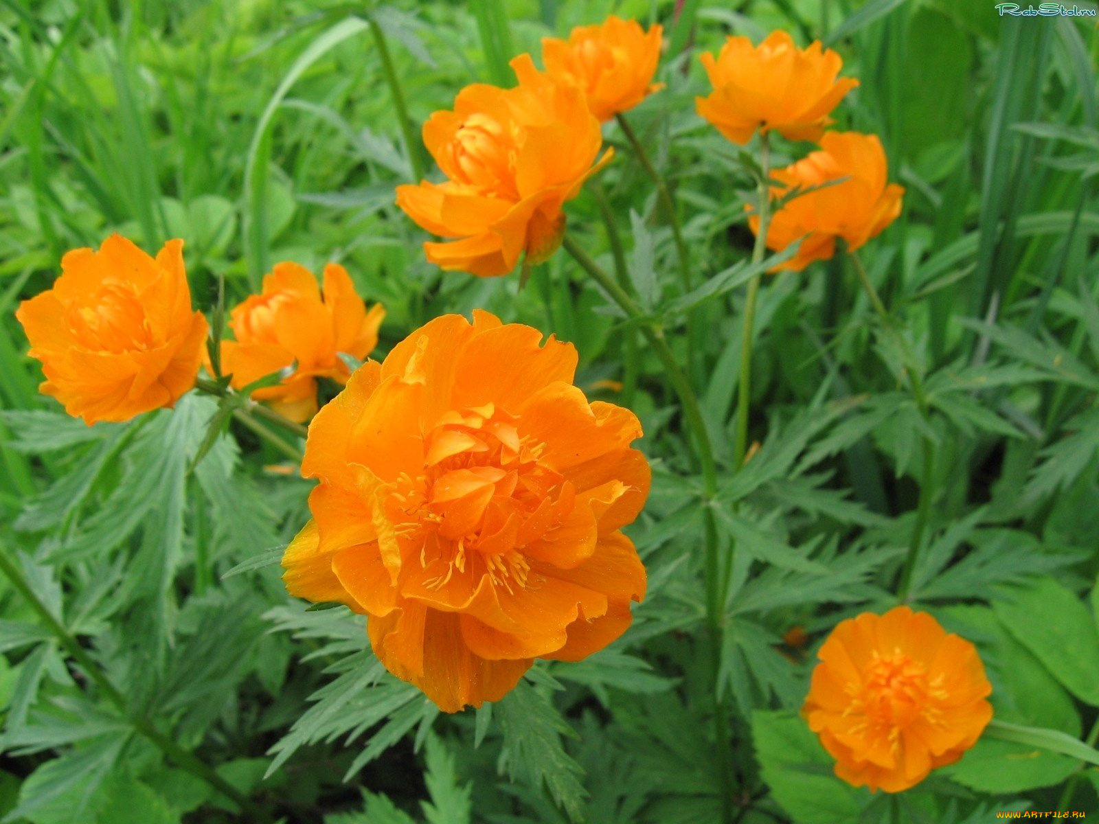 цветы, калужницы, лютики