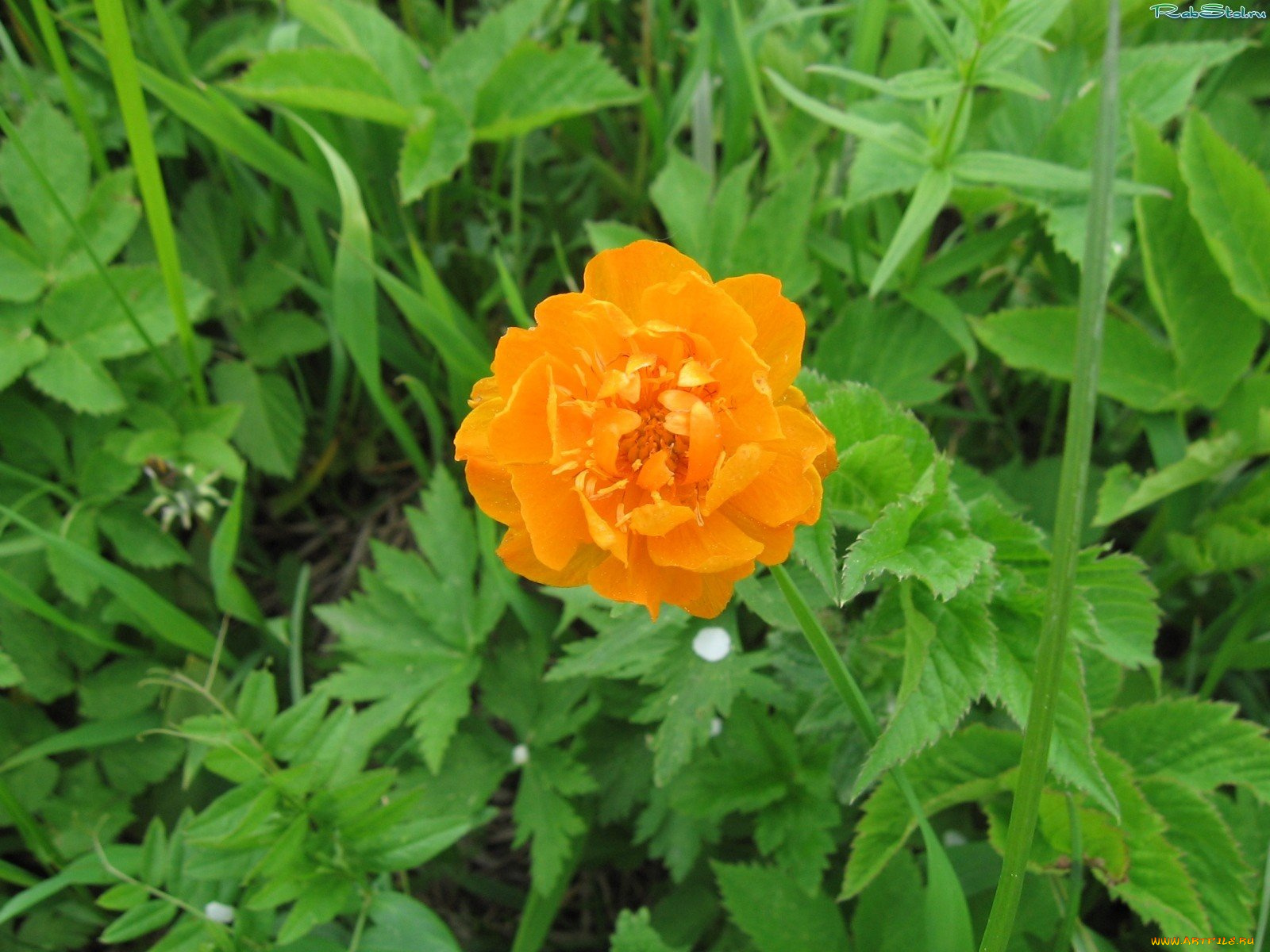 цветы, калужницы, лютики