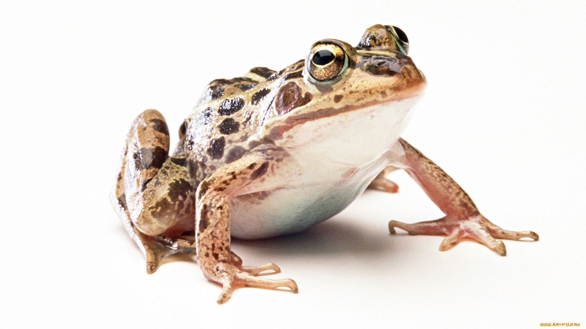 животные, лягушки