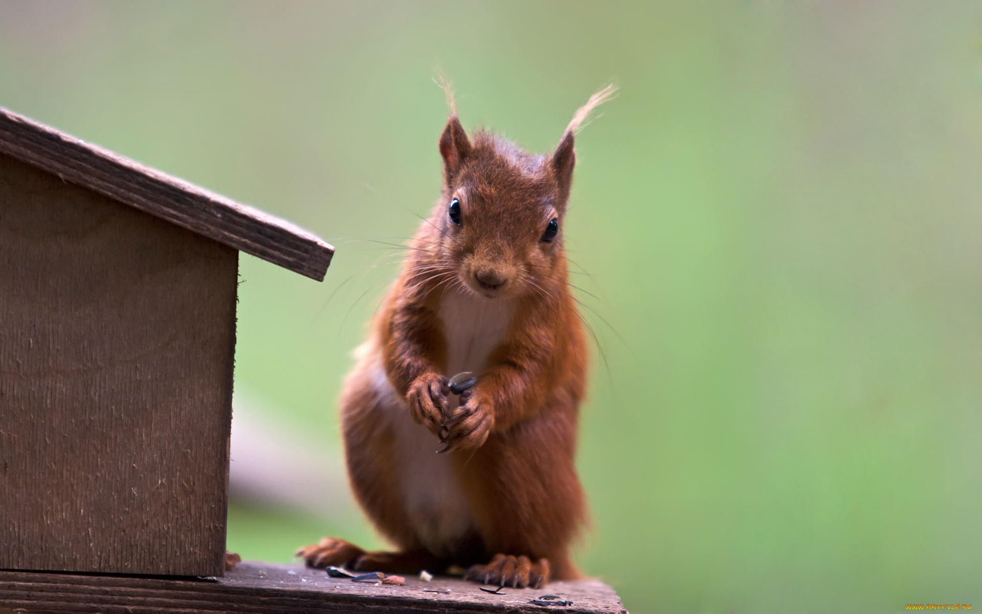 животные, белки