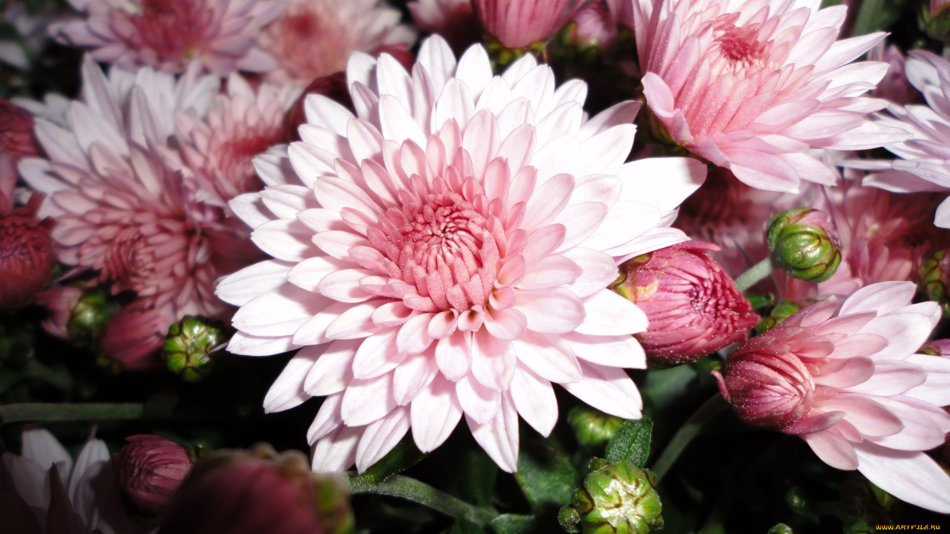 цветы, хризантемы, макро