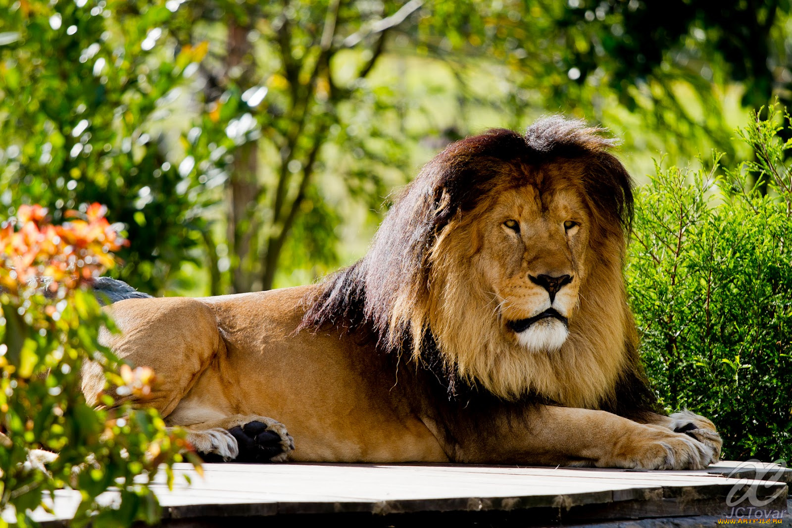 животные, львы, лев
