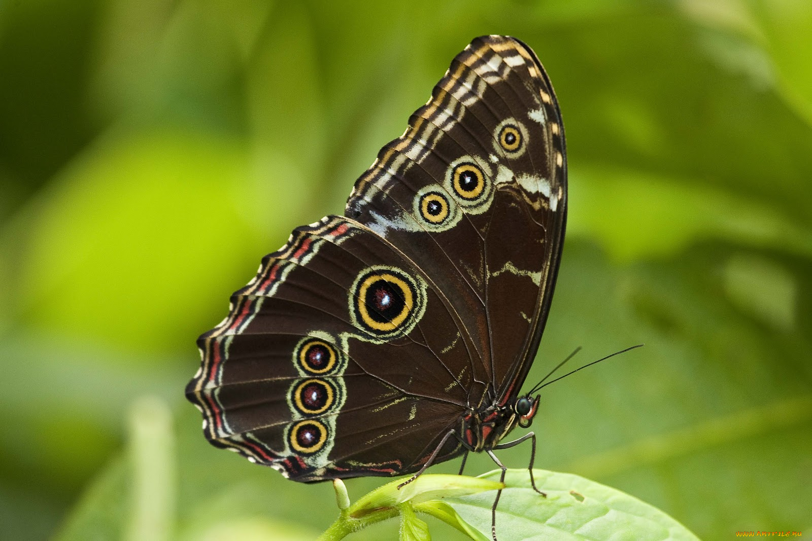 животные, бабочки, бабочка