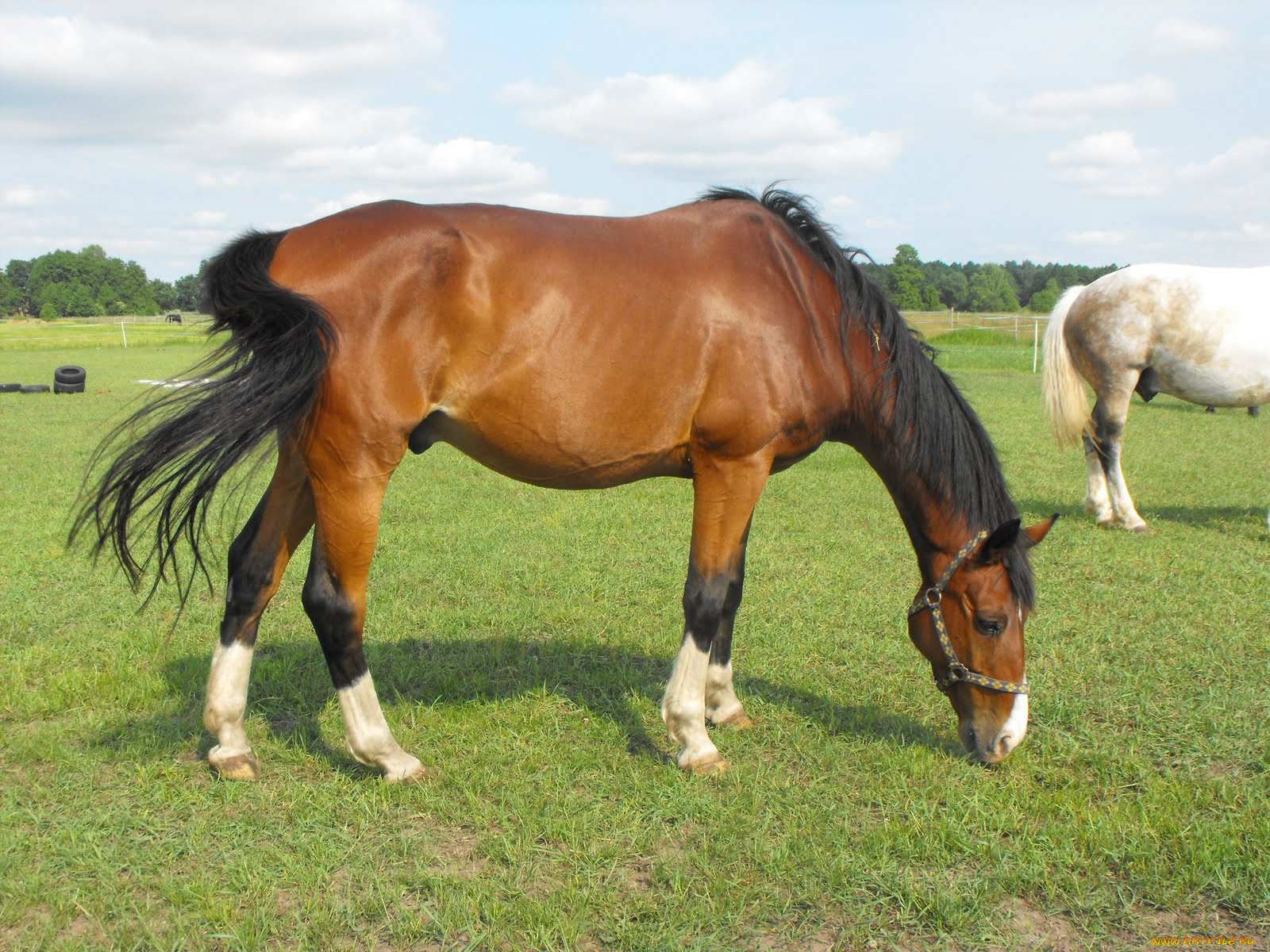 животные, лошади, лошадь