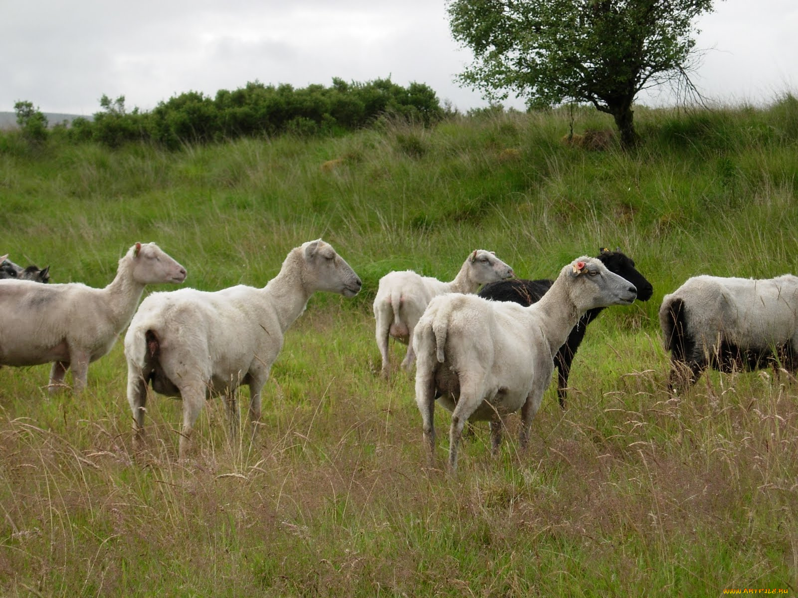 животные, овцы, бараны, луг