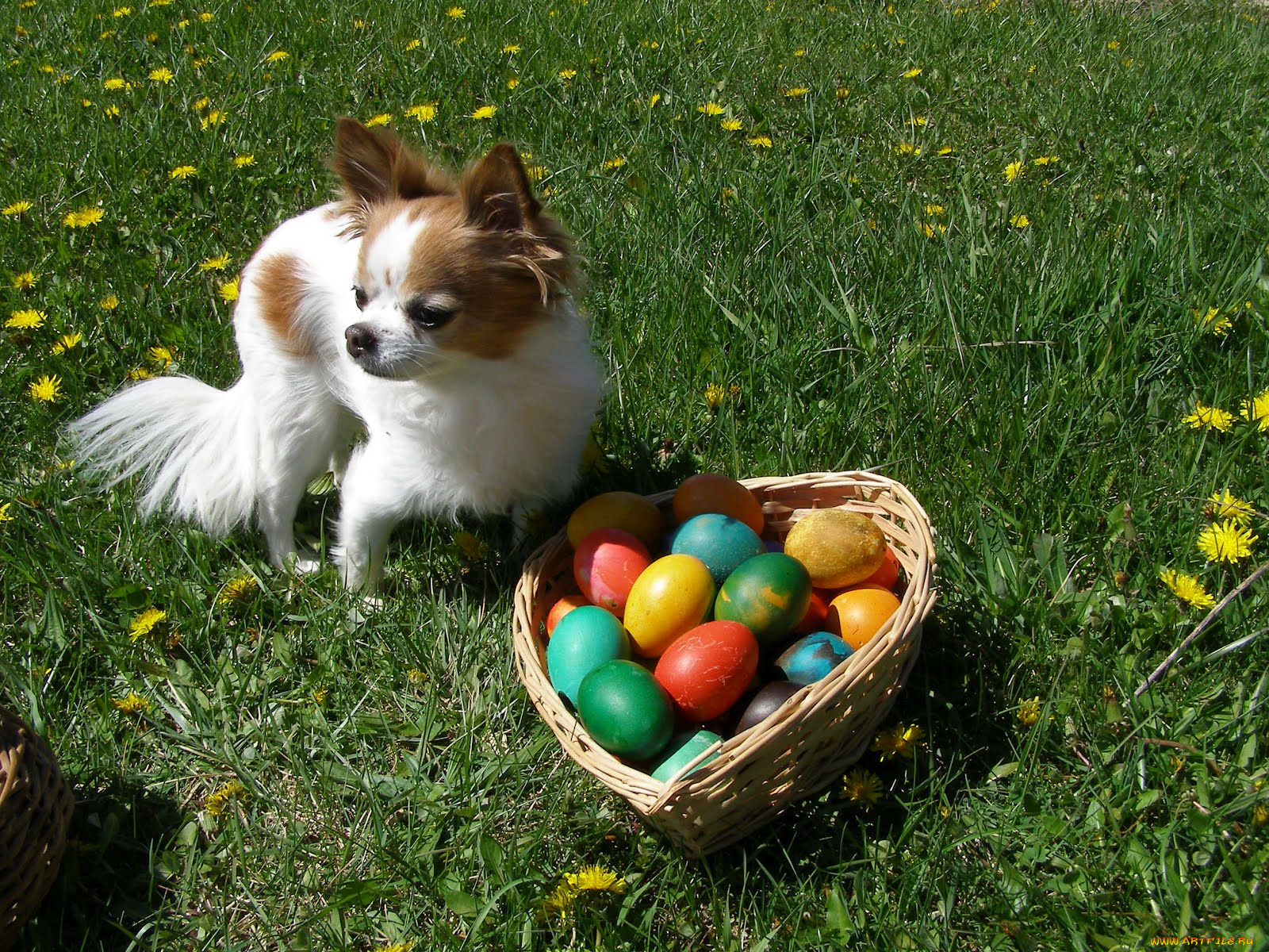 животные, собаки, собака