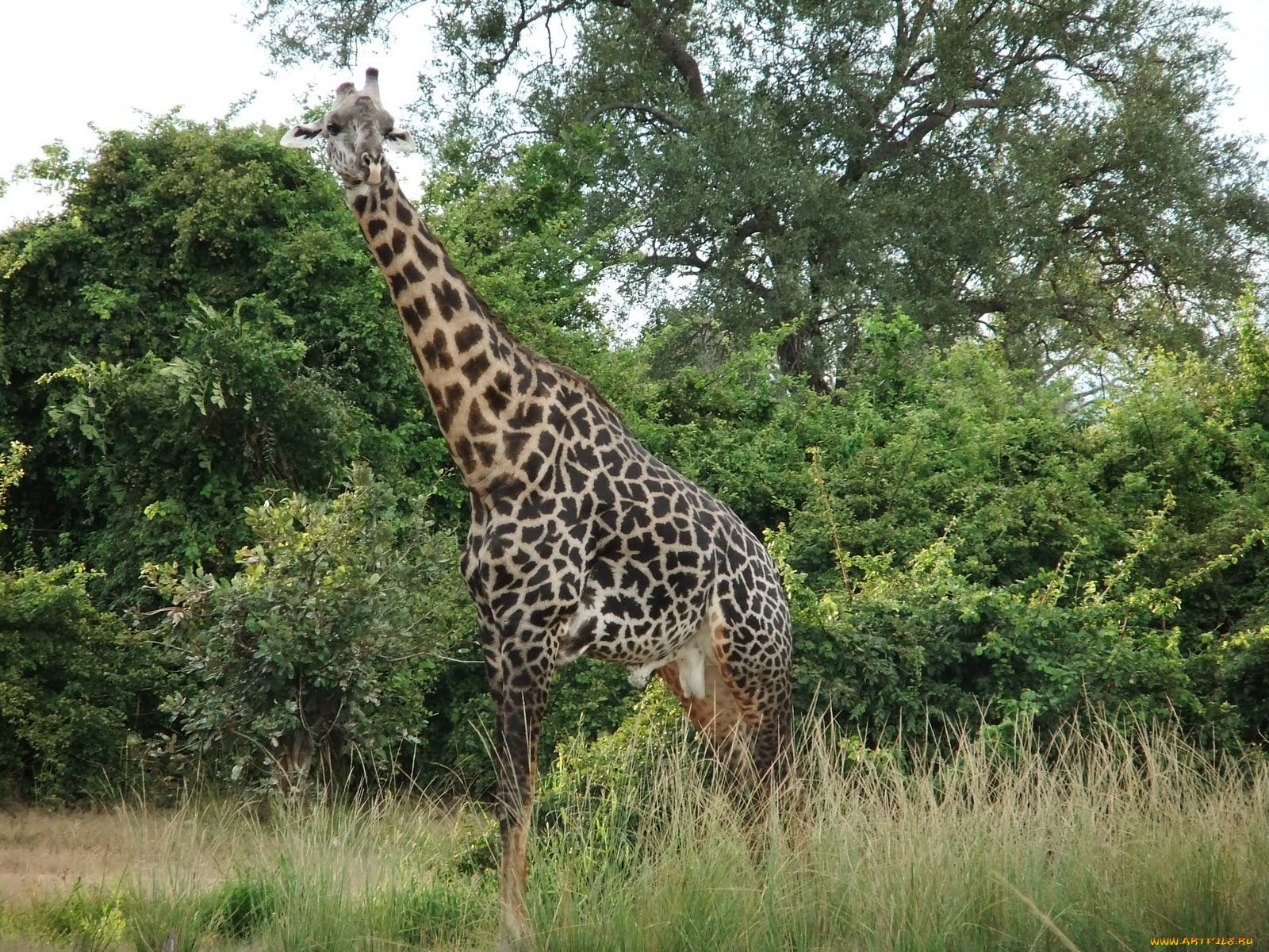 животные, жирафы, жираф