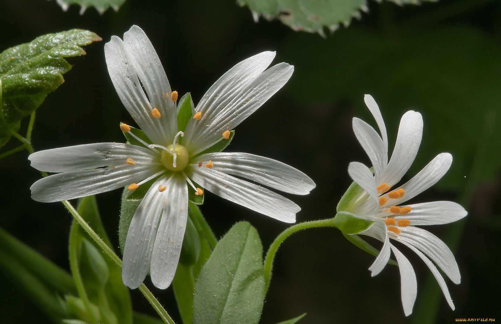 цветы, луговые, полевые, лепестки