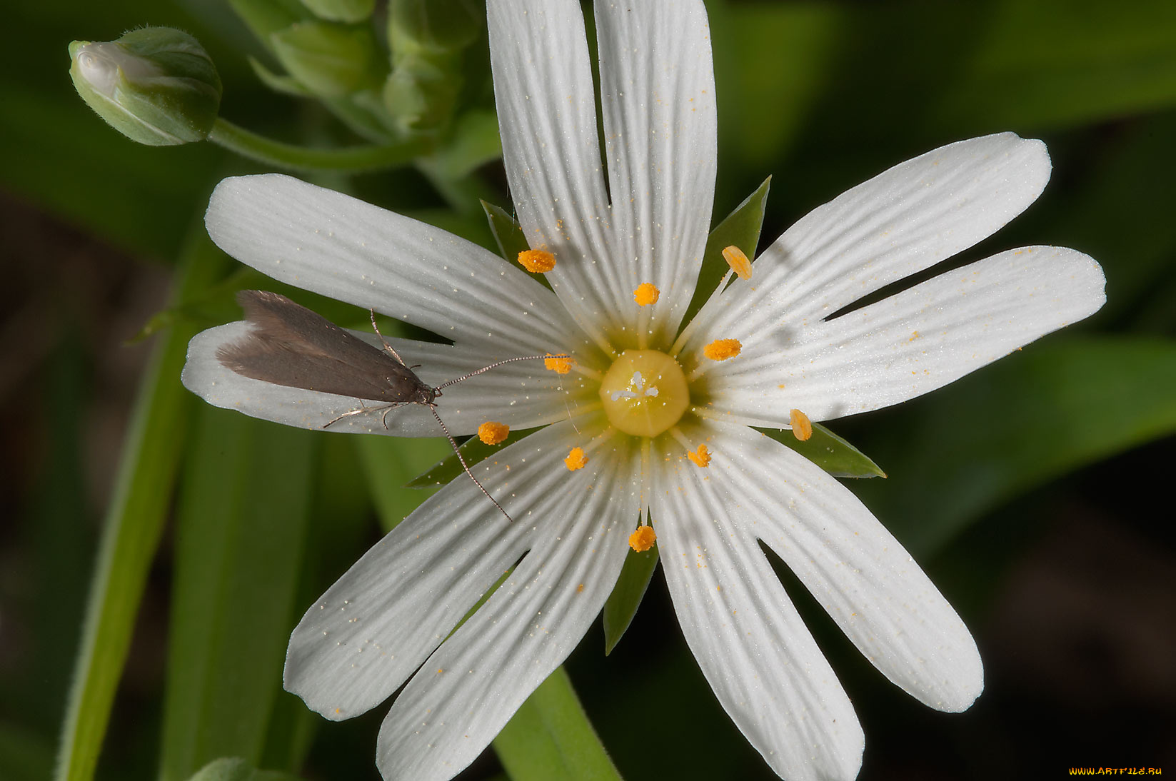 цветы, луговые, полевые, лепестки