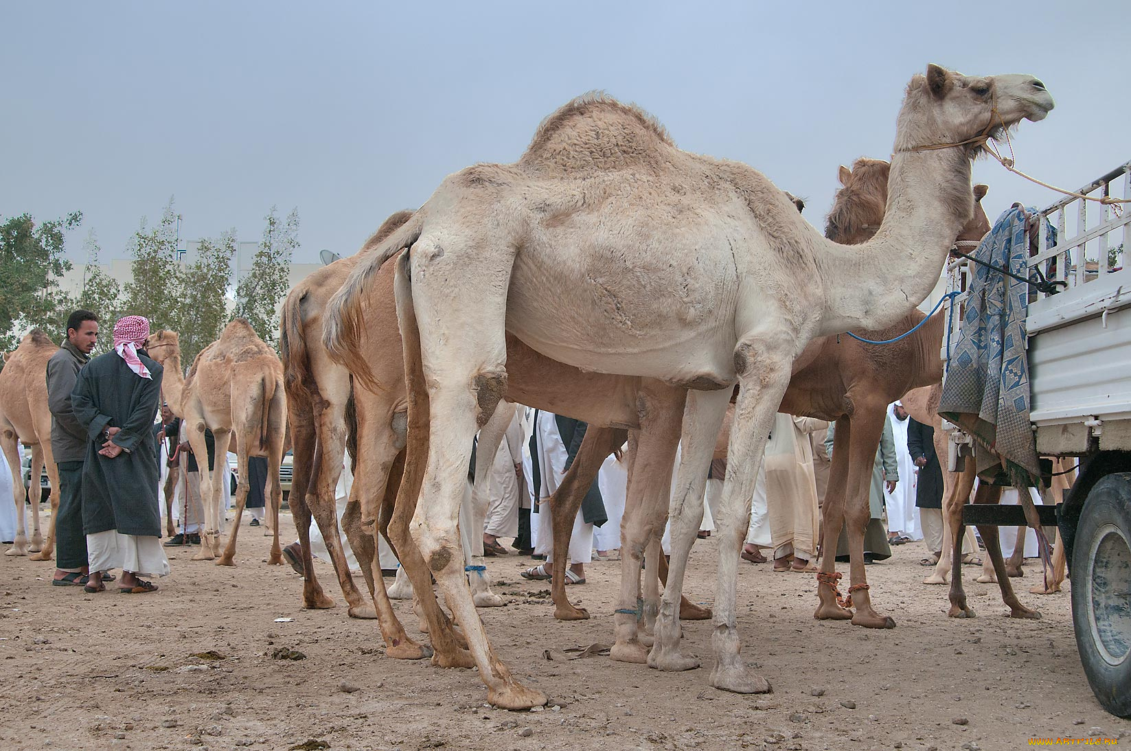 животные, верблюды