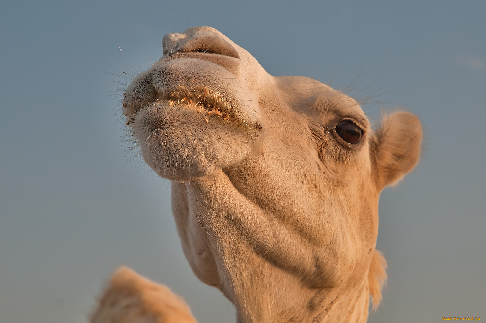 животные, верблюды, верблюд