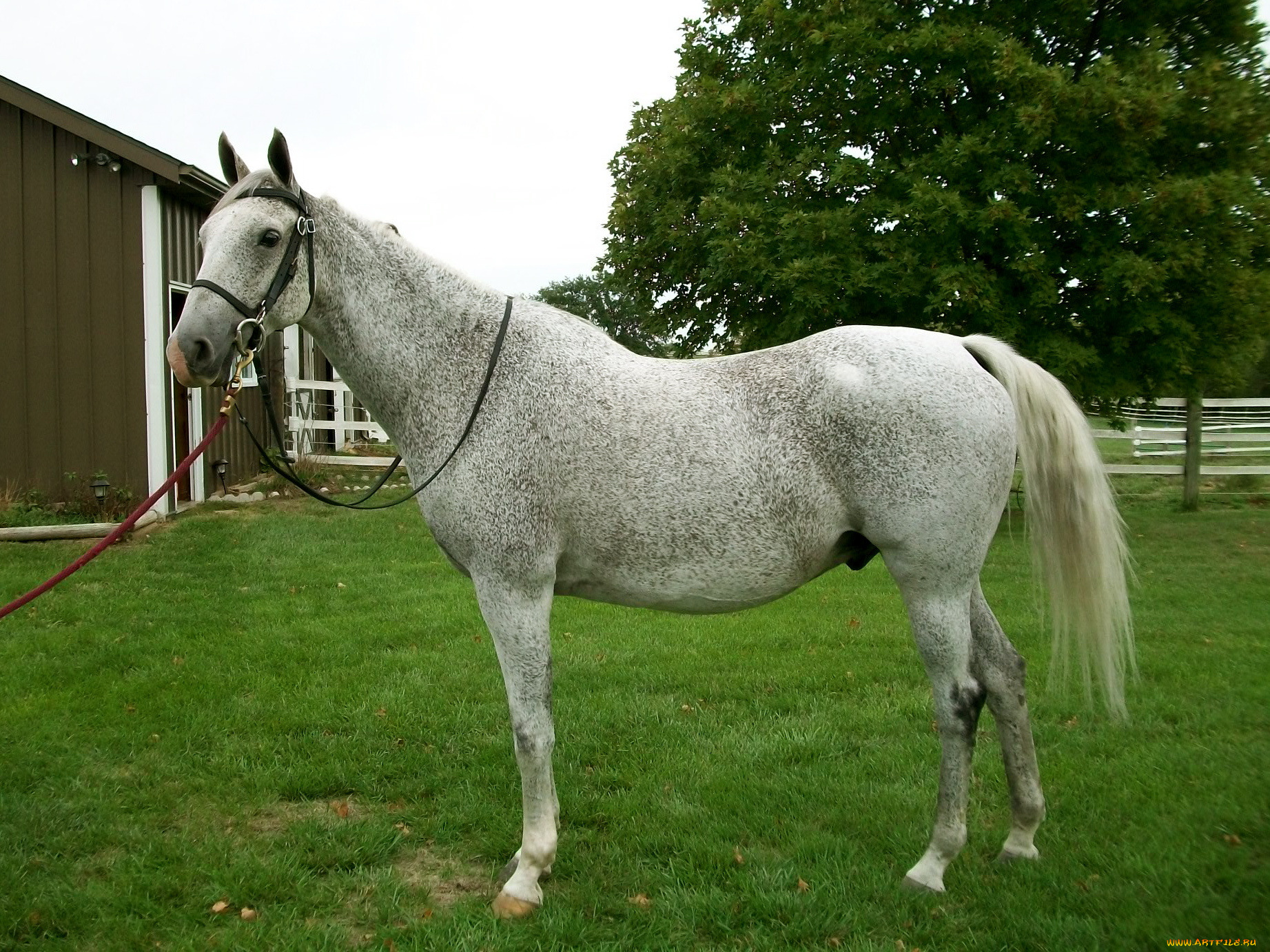 животные, лошади, лошадь