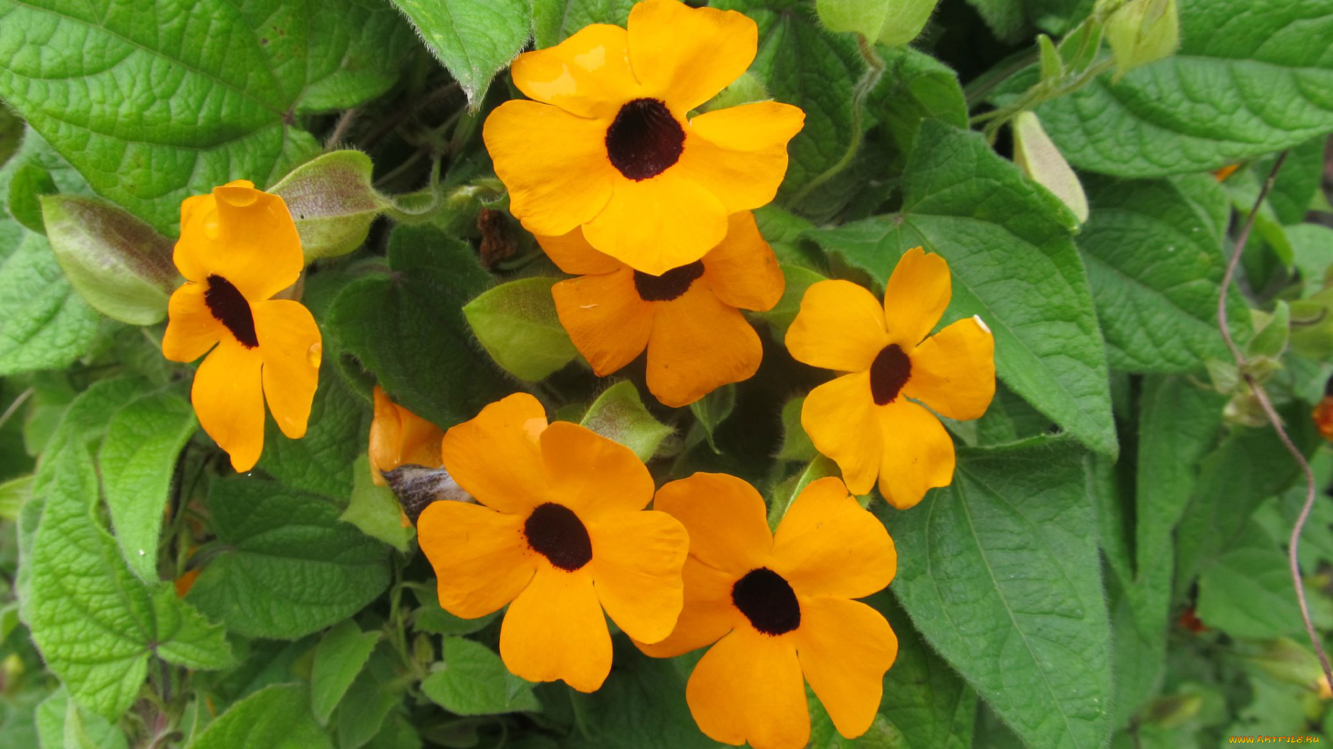 цветы, бутоны