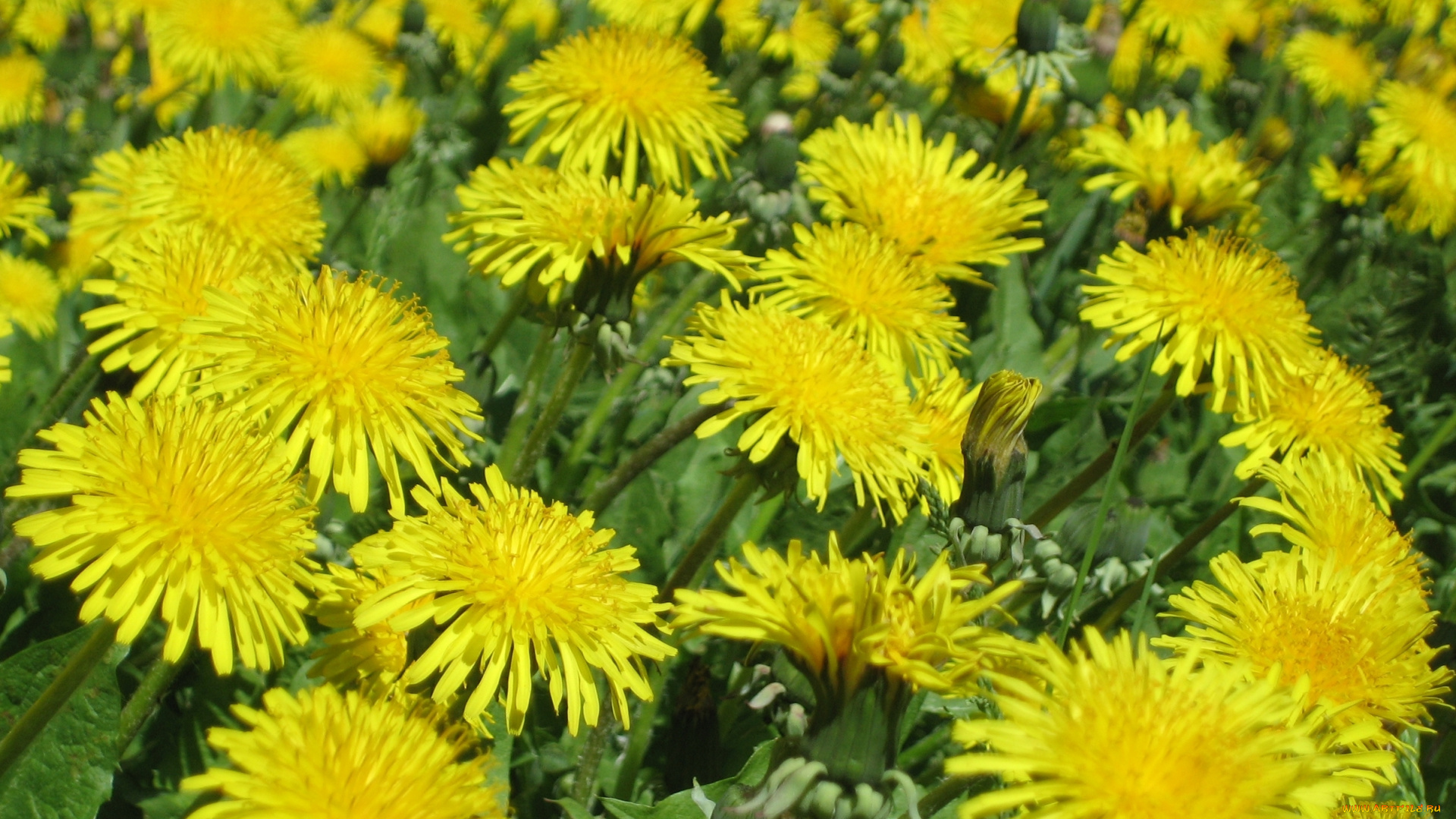 цветы, одуванчики, лепестки