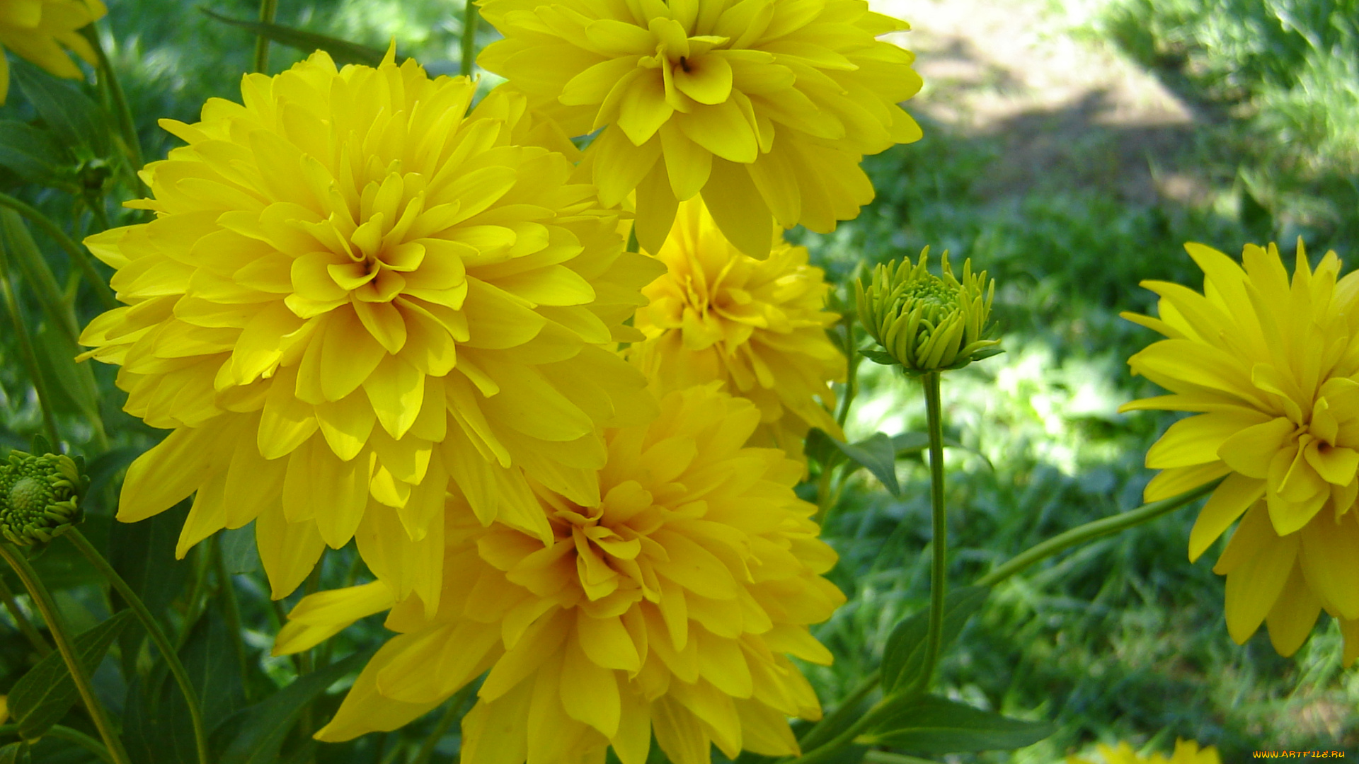 цветы, рудбекия, лепестки, георгины, желтый