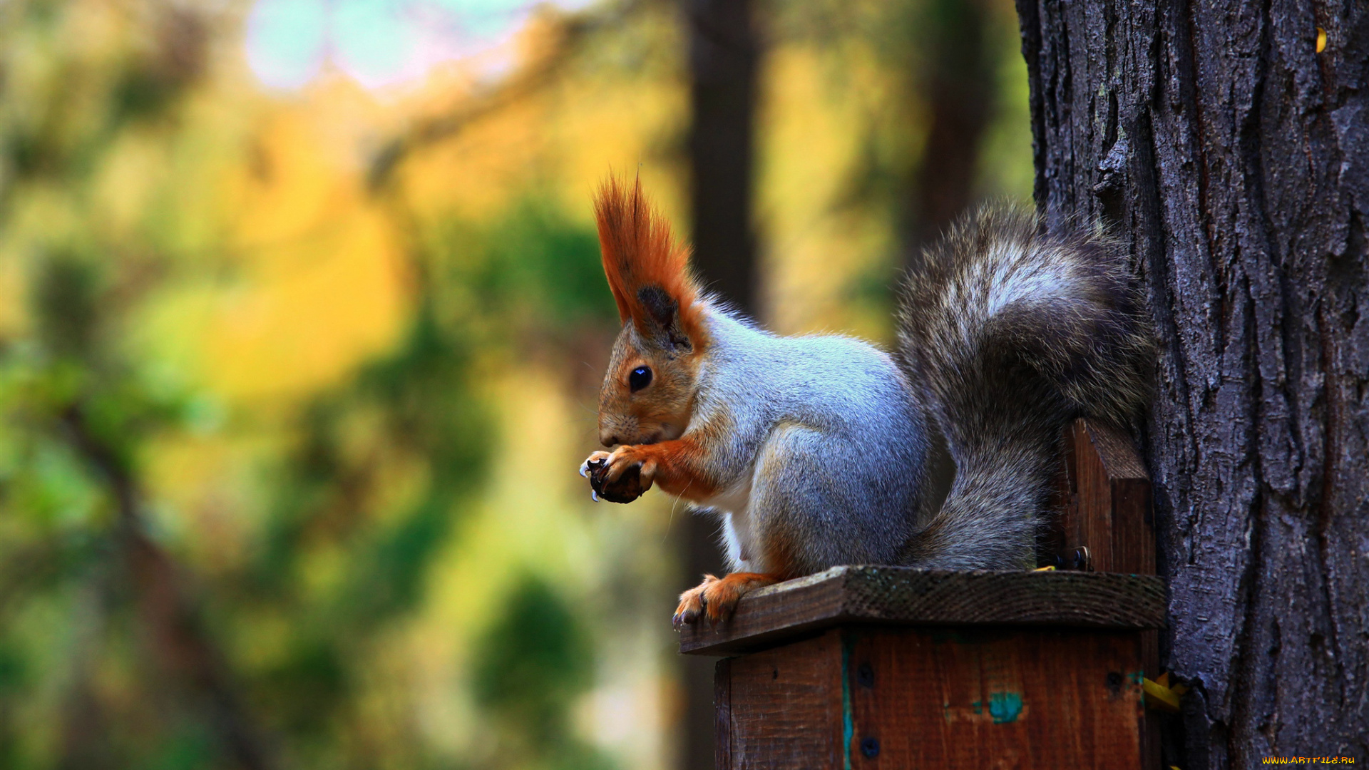 животные, белки, белка, хвост, уши, лес, дерево, кормушка