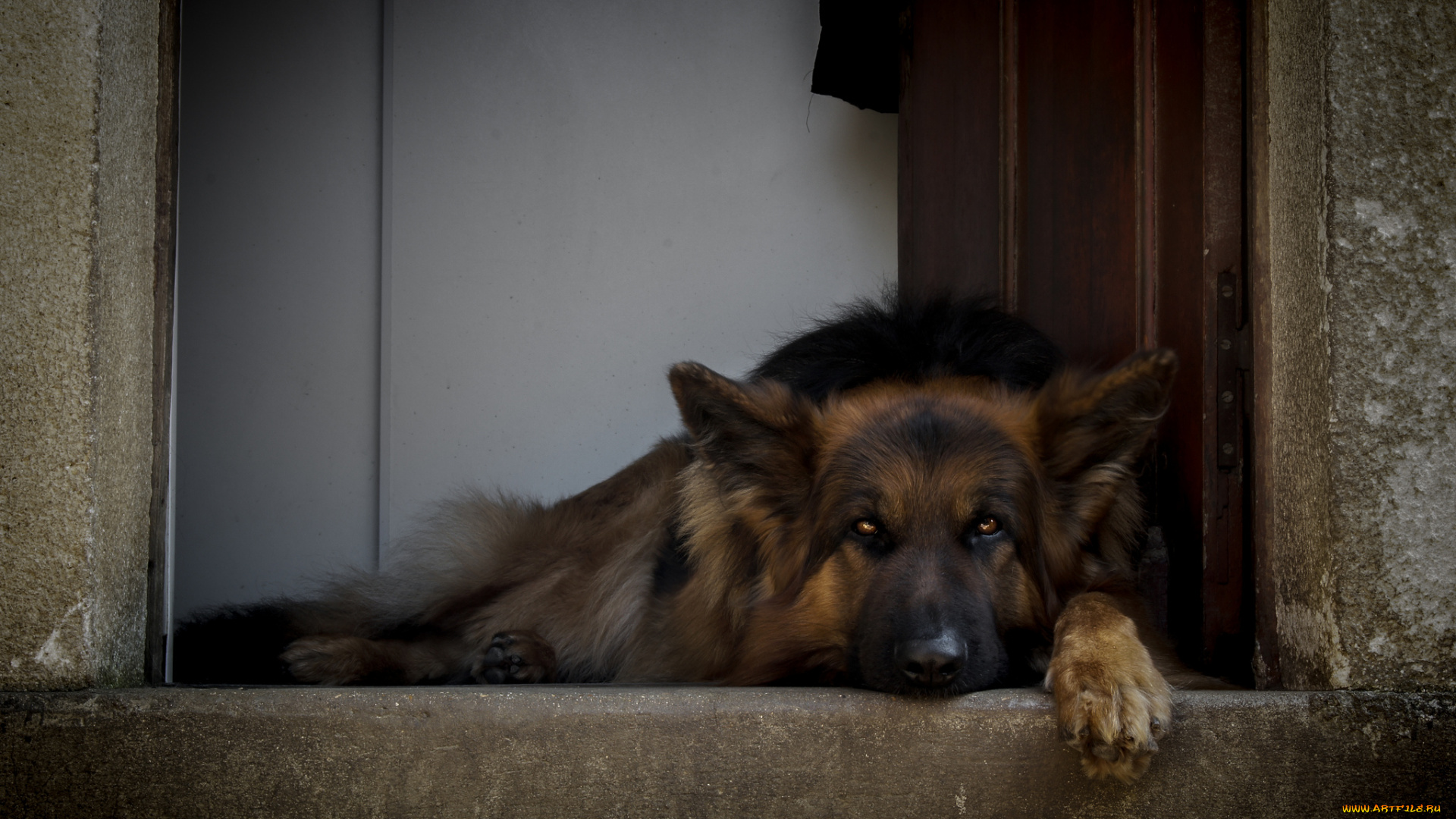 животные, собаки, немецкая, овчарка