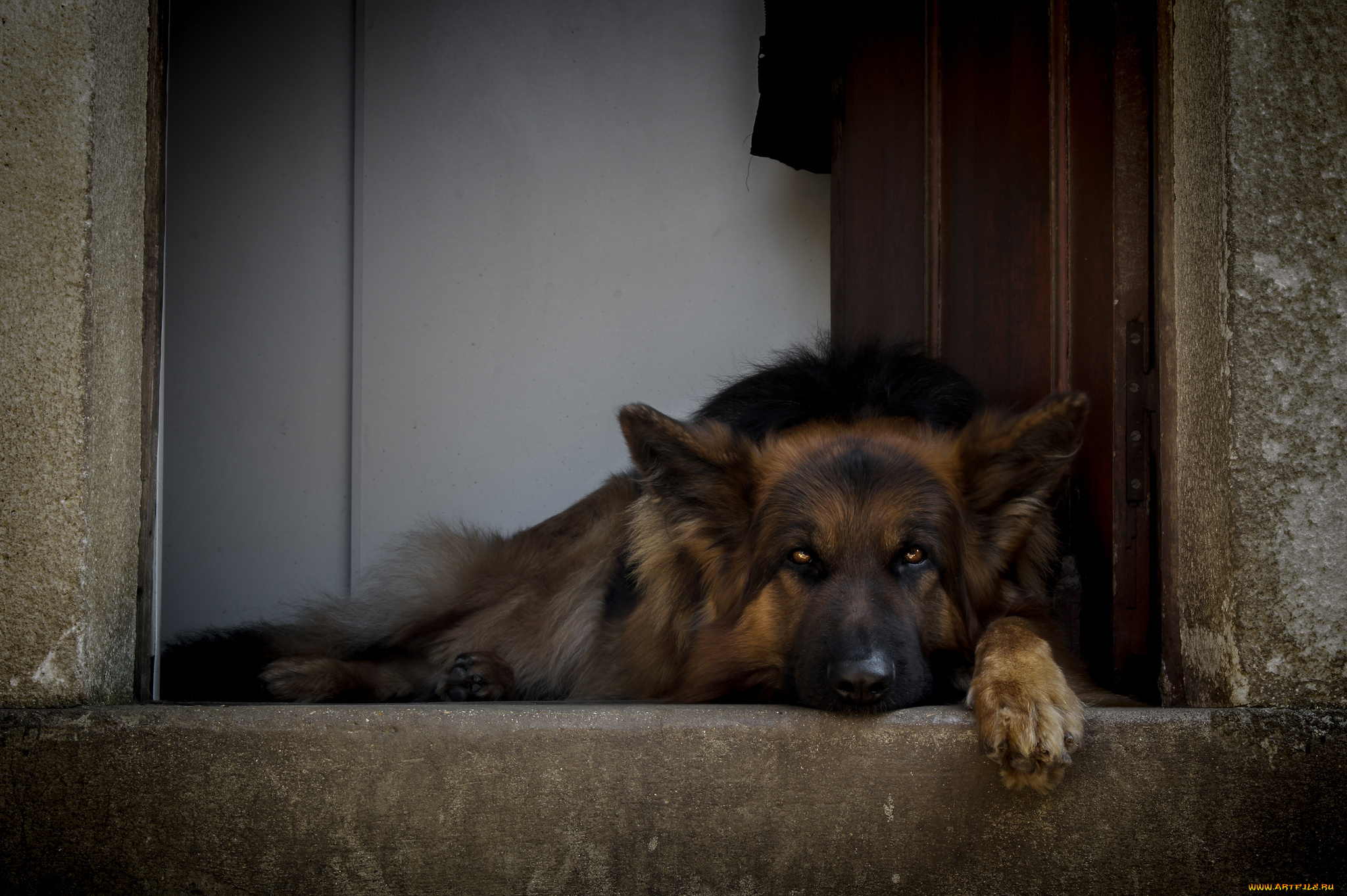 животные, собаки, немецкая, овчарка