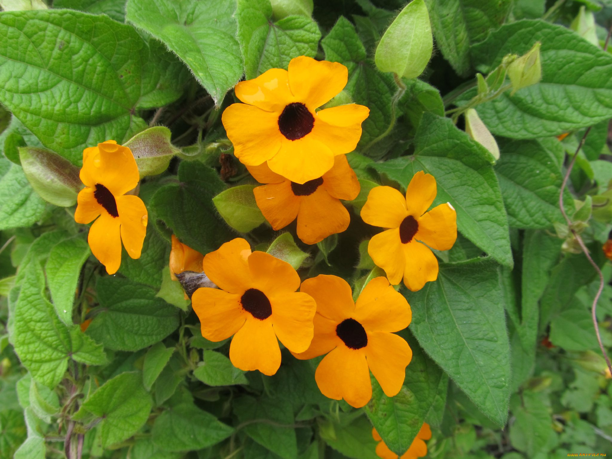 цветы, бутоны