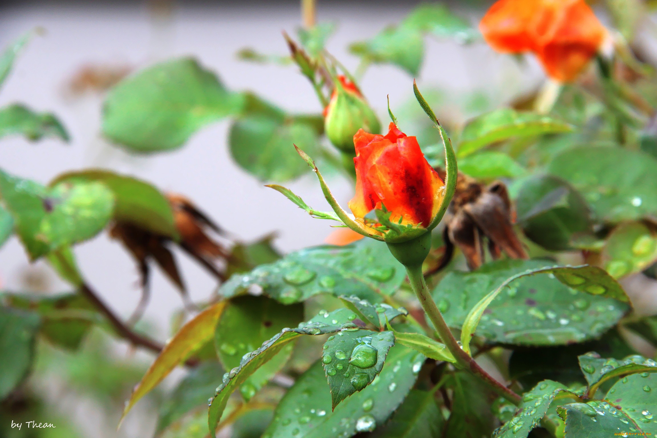 цветы, розы, капли, бутон