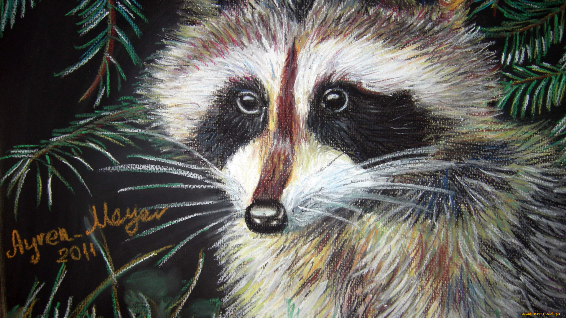 рисованные, животные, еноты, енот