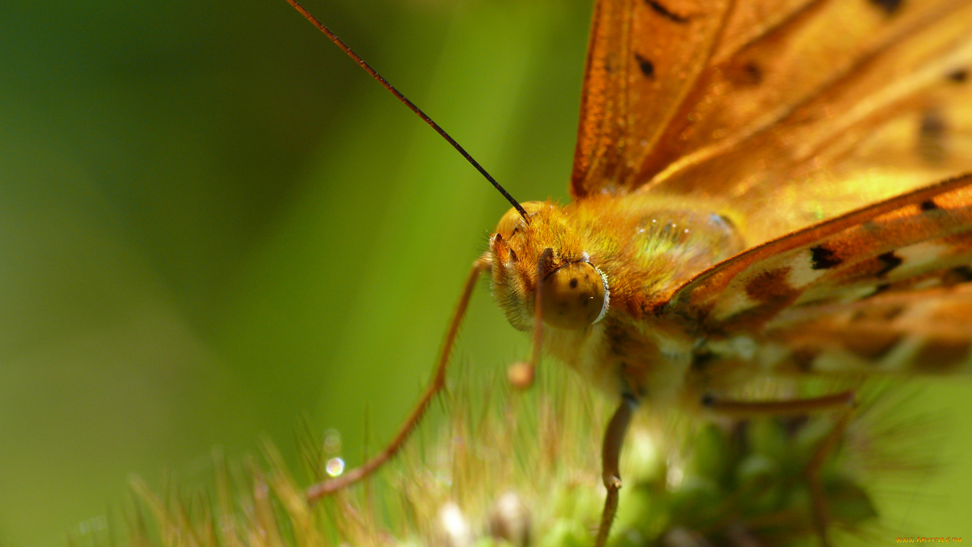 животные, бабочки, , мотыльки, , моли, крылья, бабочка, макро, усики