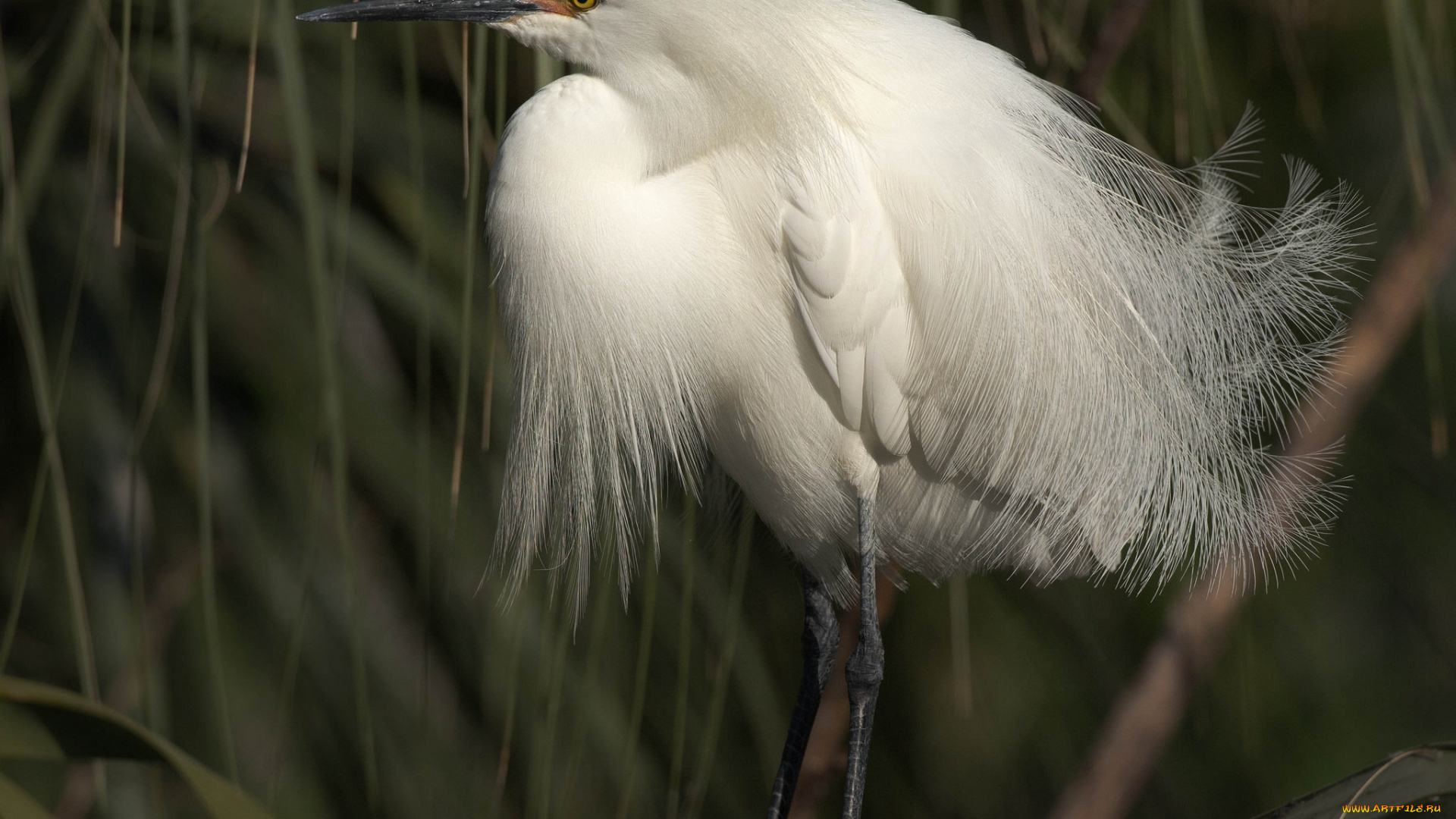 животные, цапли, , выпи, белая, птица, перья, природа, растения, цапля