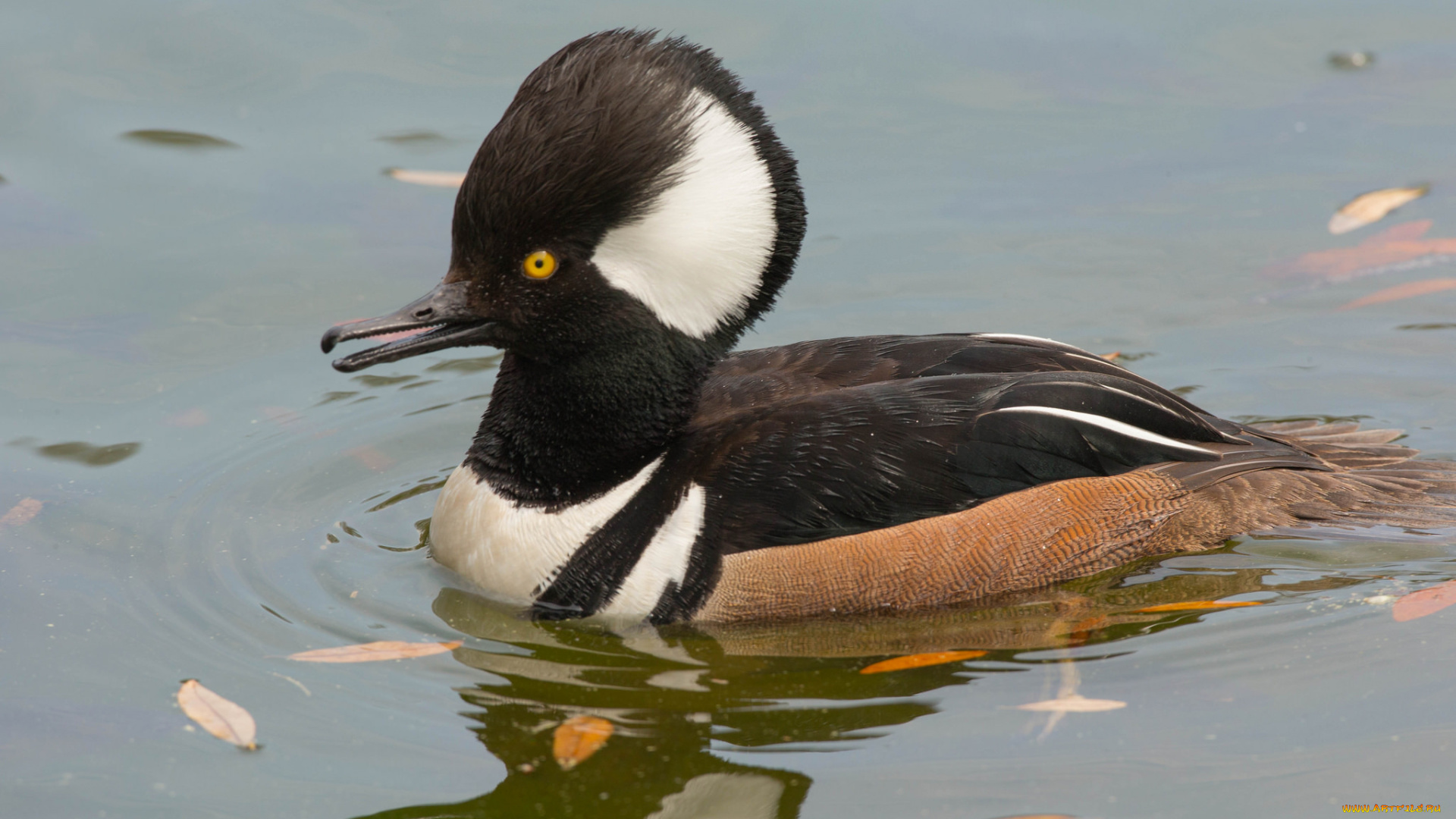 животные, Чомги, , поганки, вода, плывёт, хохолок, водоплавающая, птица