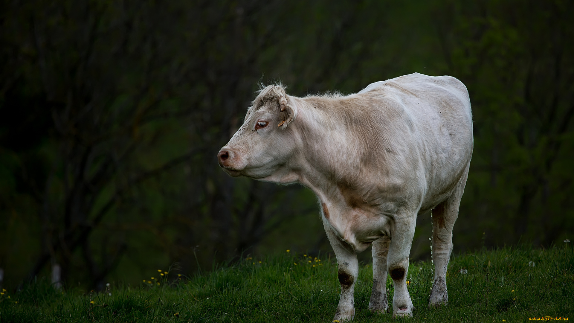 животные, коровы, , буйволы, луг, корова